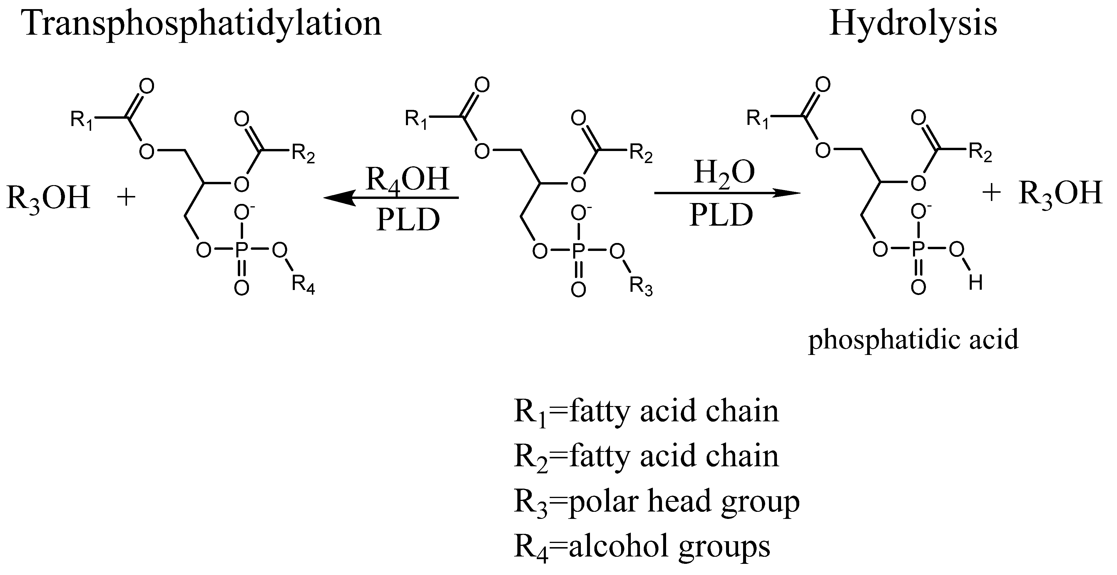 Biomolecules 12 00632 g001