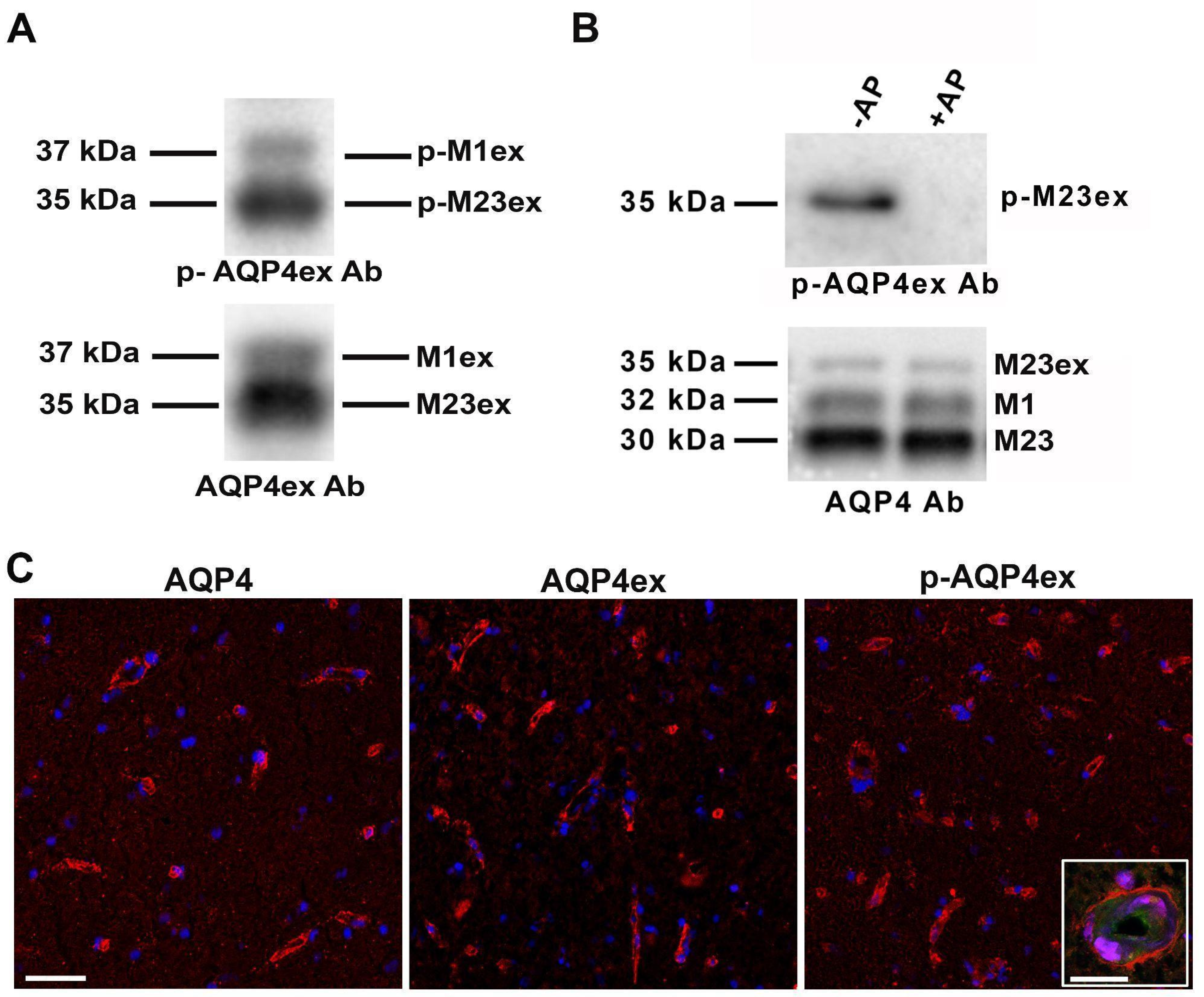 Biomolecules 12 00633 g003 550