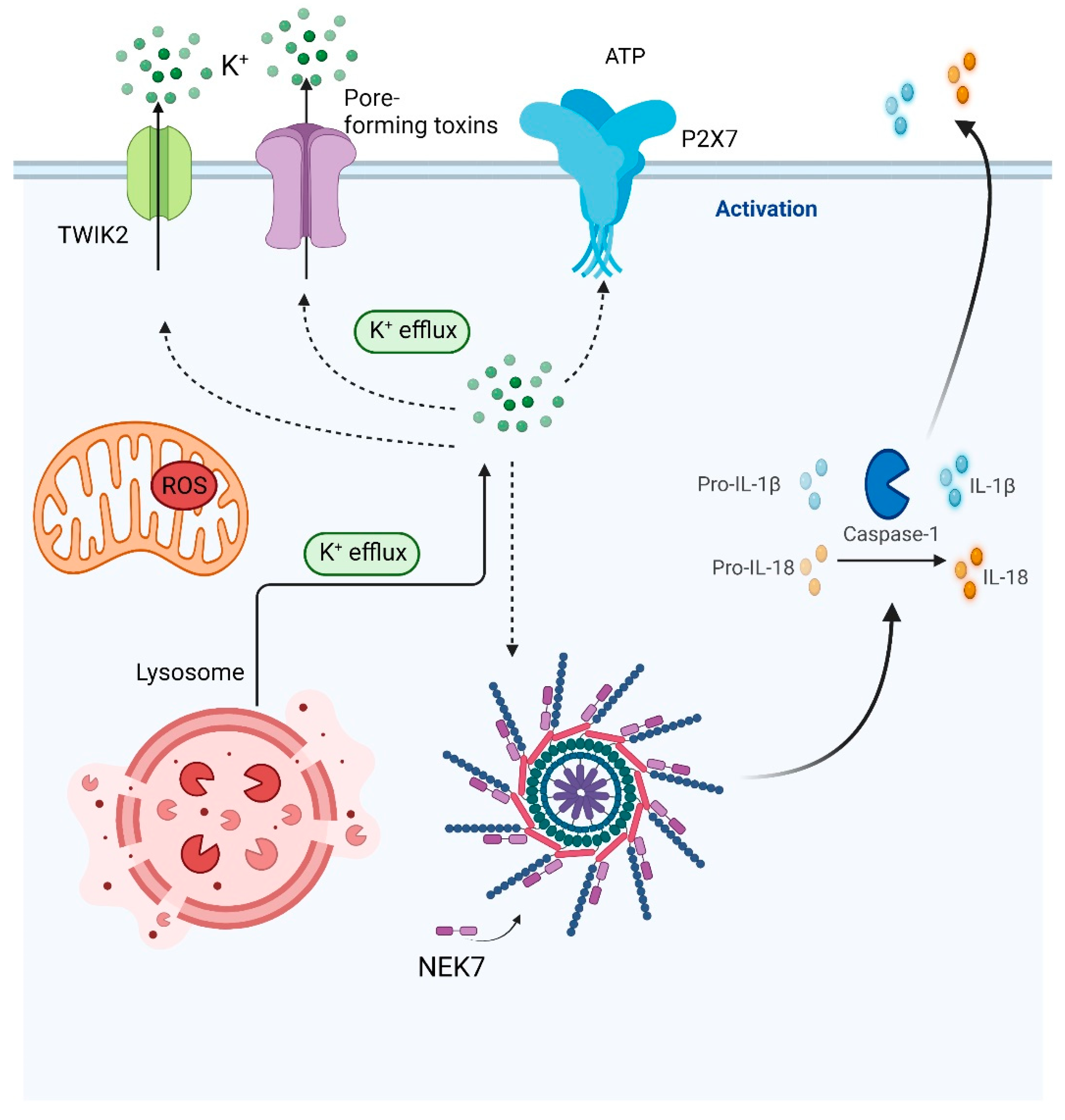 Biomolecules 12 00634 g003