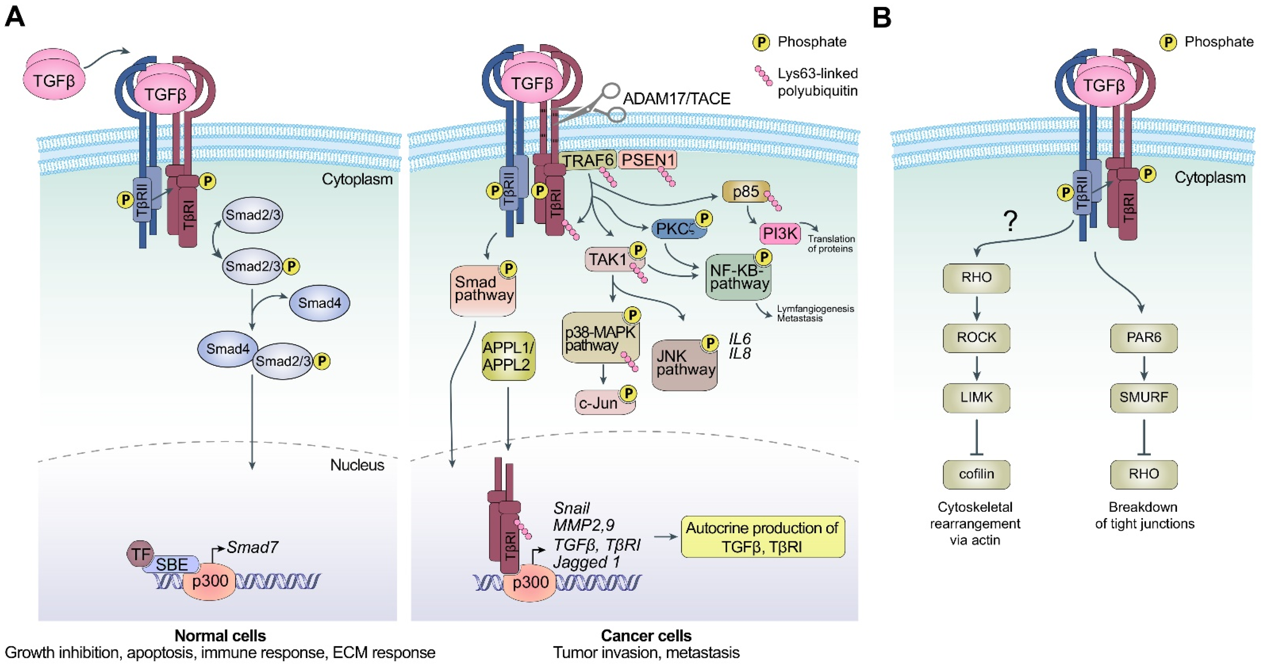 Biomolecules 12 00635 g001
