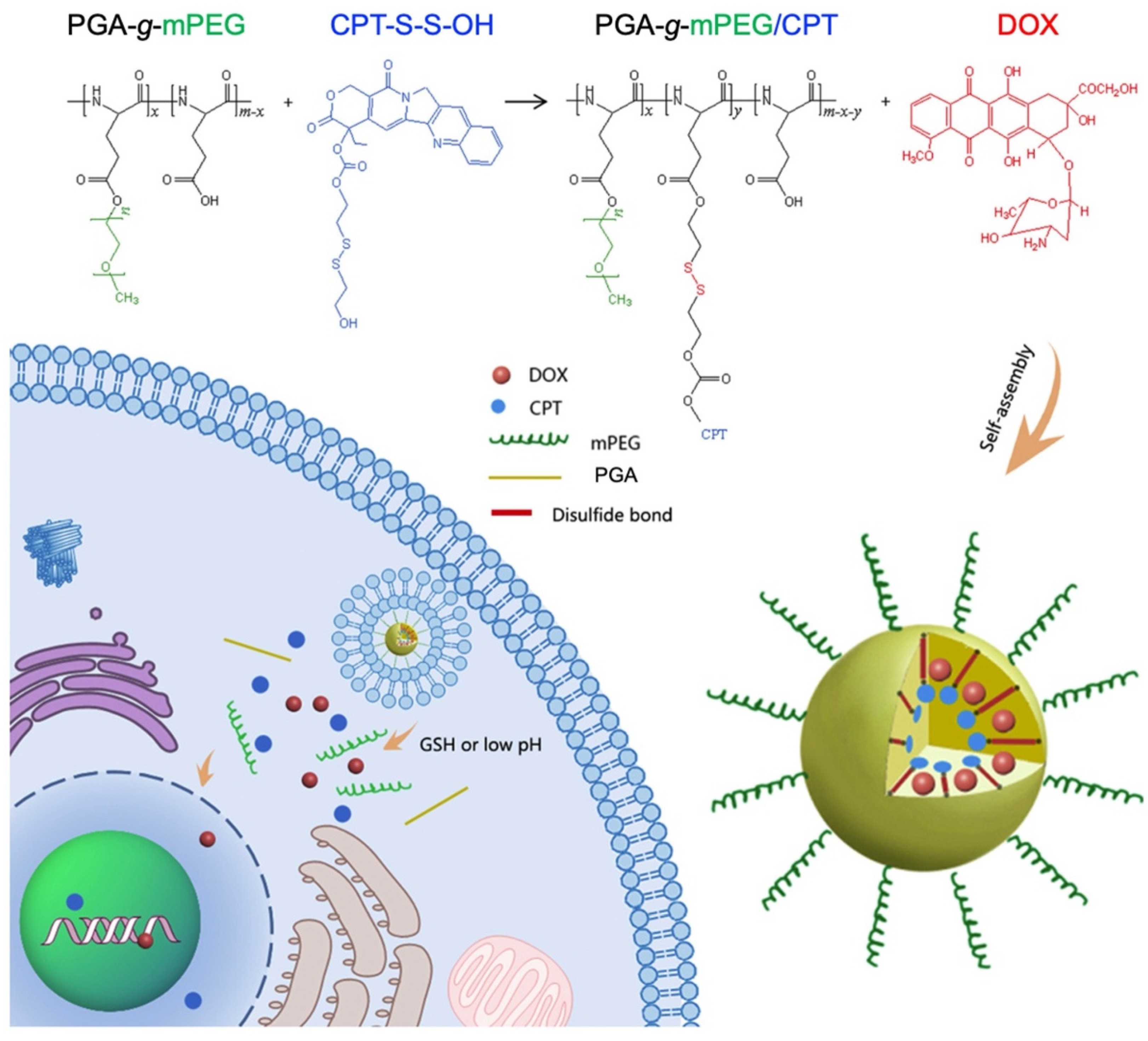 Biomolecules 12 00636 g004 Biomolecules 12 00636 g004