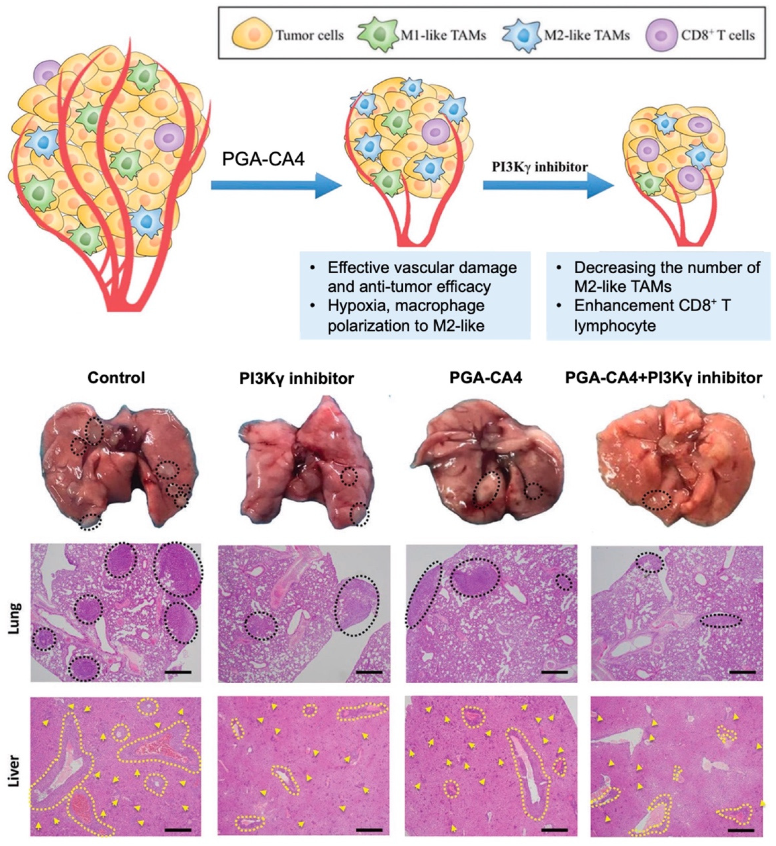 Biomolecules 12 00636 g006 Biomolecules 12 00636 g006