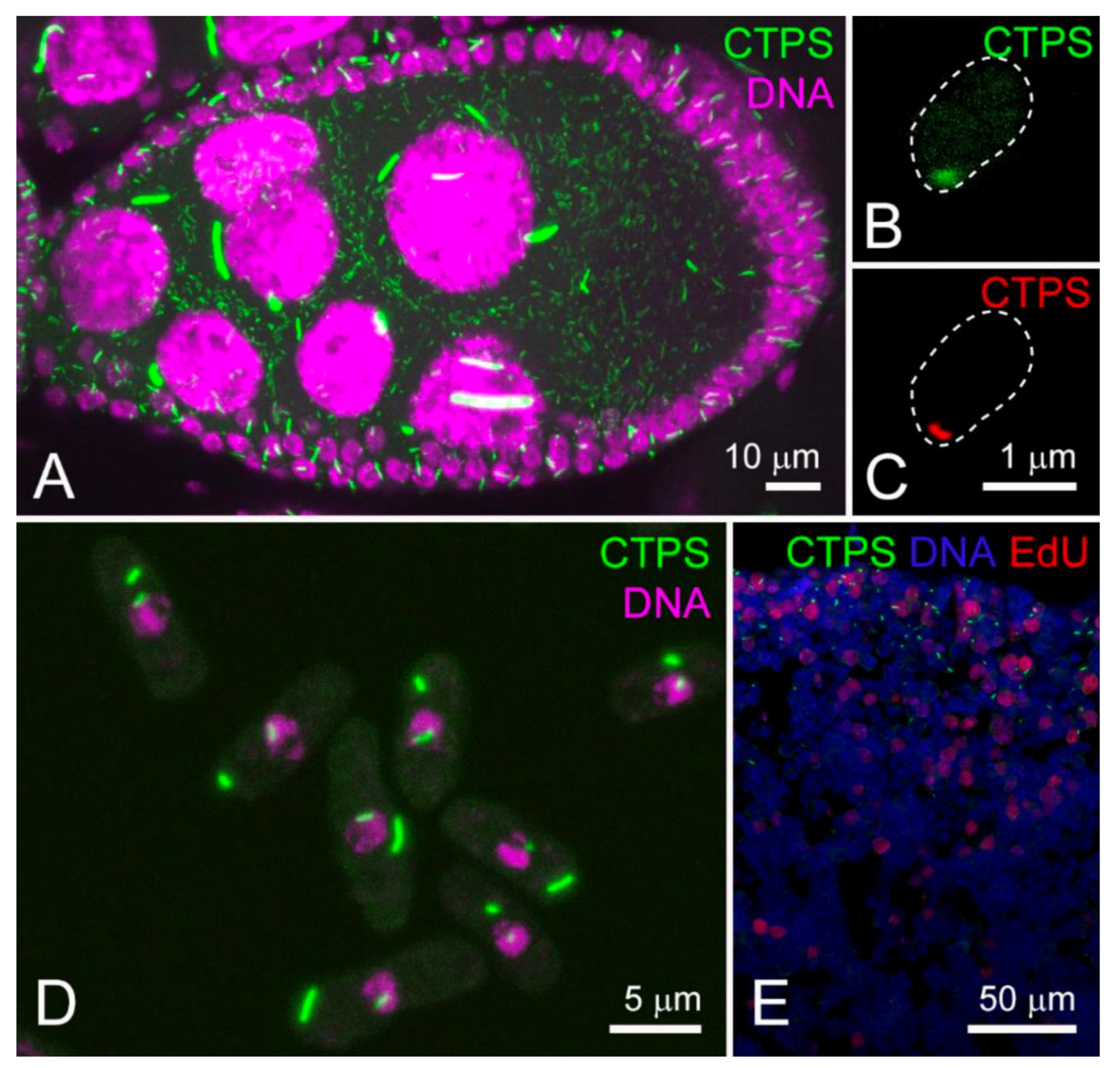 Biomolecules 12 00647 g004 550