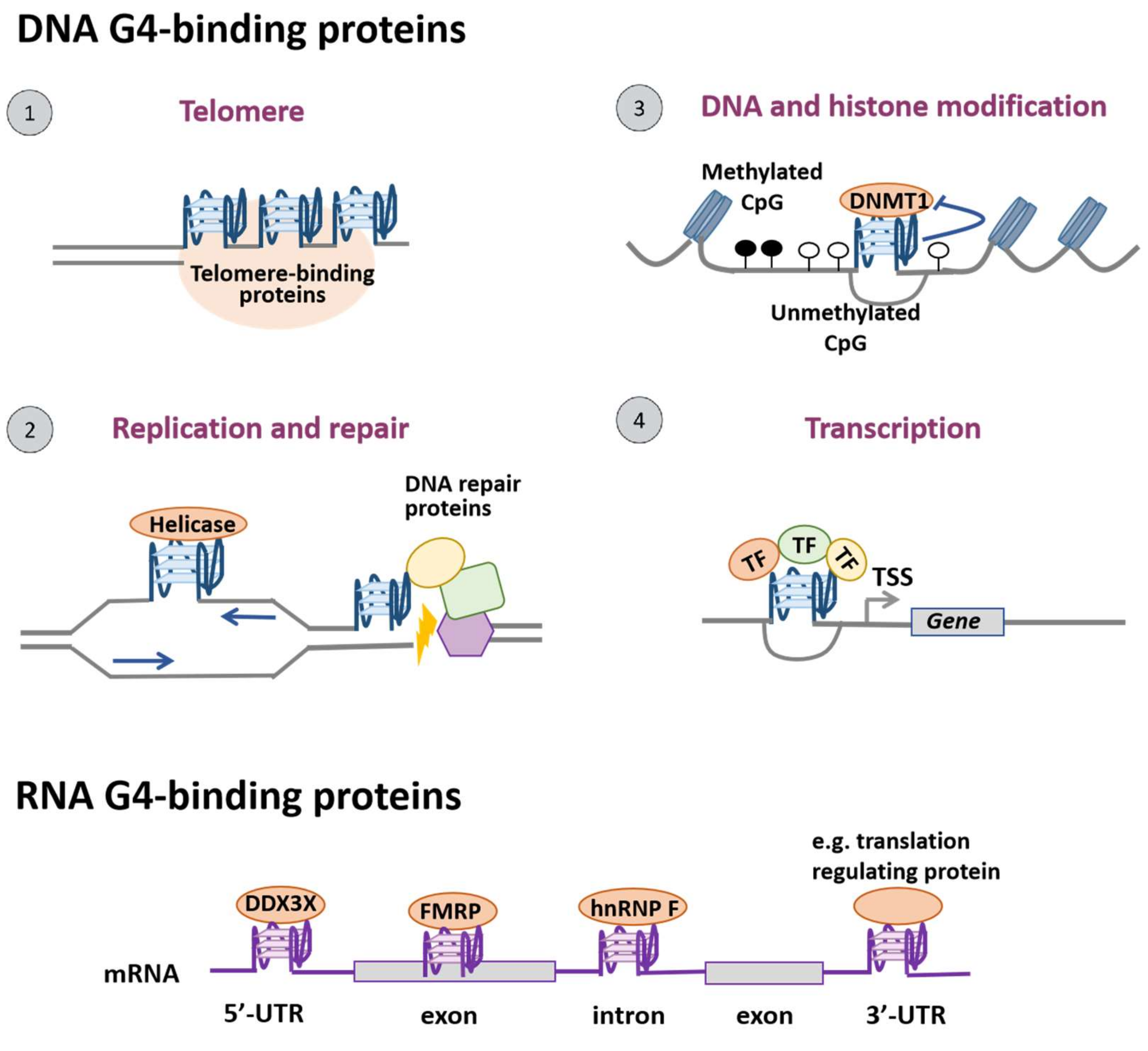 G-Quadruplex-Binding Proteins: Promising Targets for Drug Design