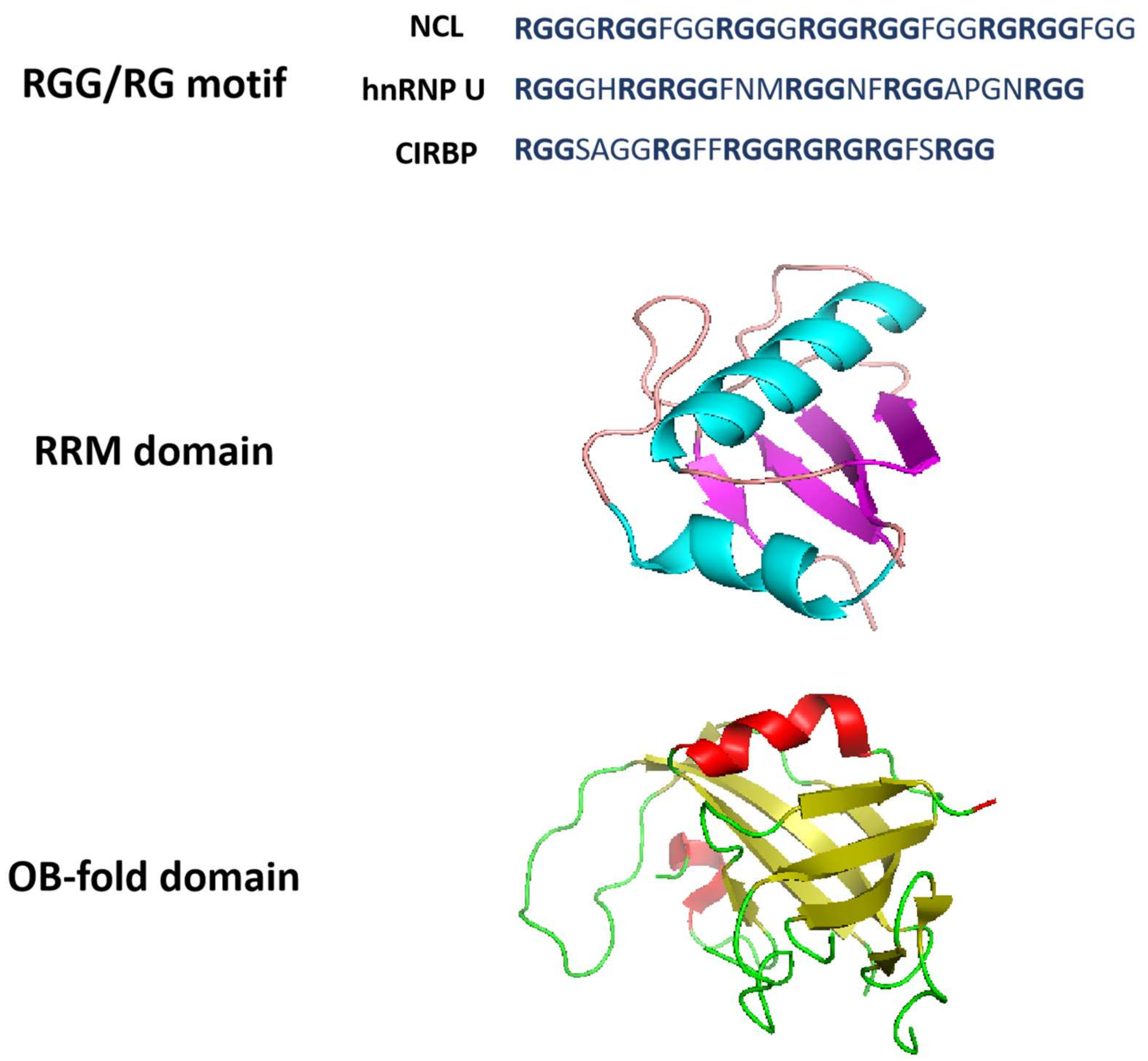 G-Quadruplex-Binding Proteins: Promising Targets for Drug Design G-Quadruplex-Binding Proteins: Promising Targets for Drug Design