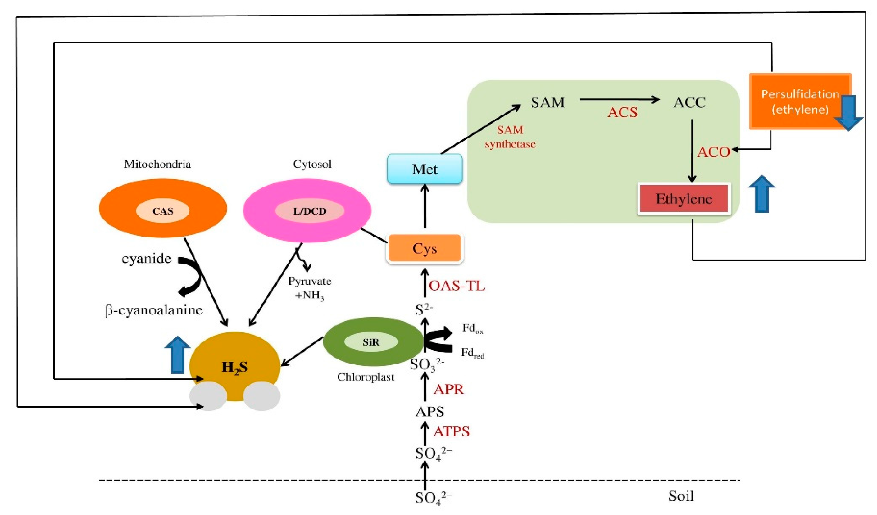 Biomolecules 12 00678 g001 550