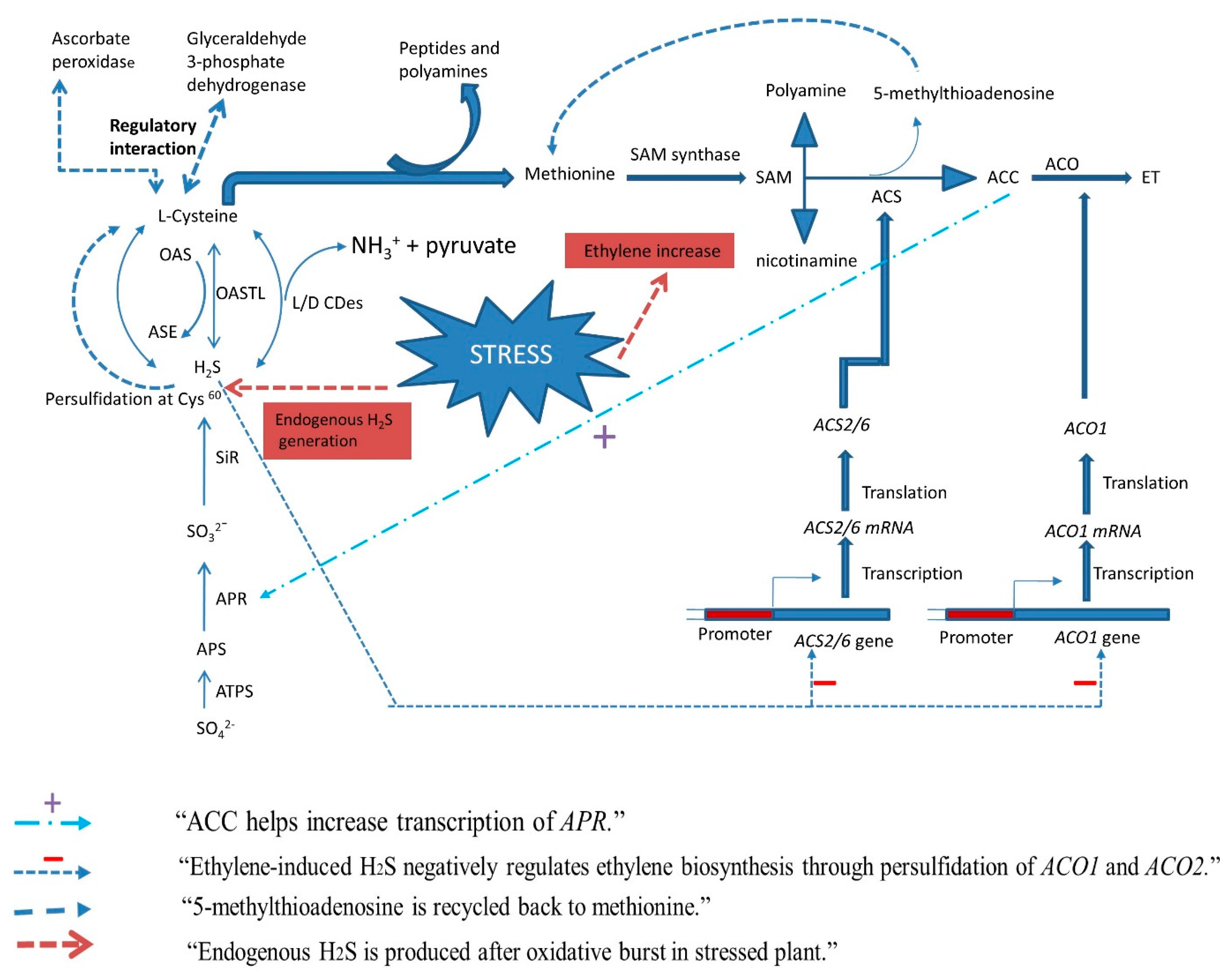 Biomolecules 12 00678 g002 550