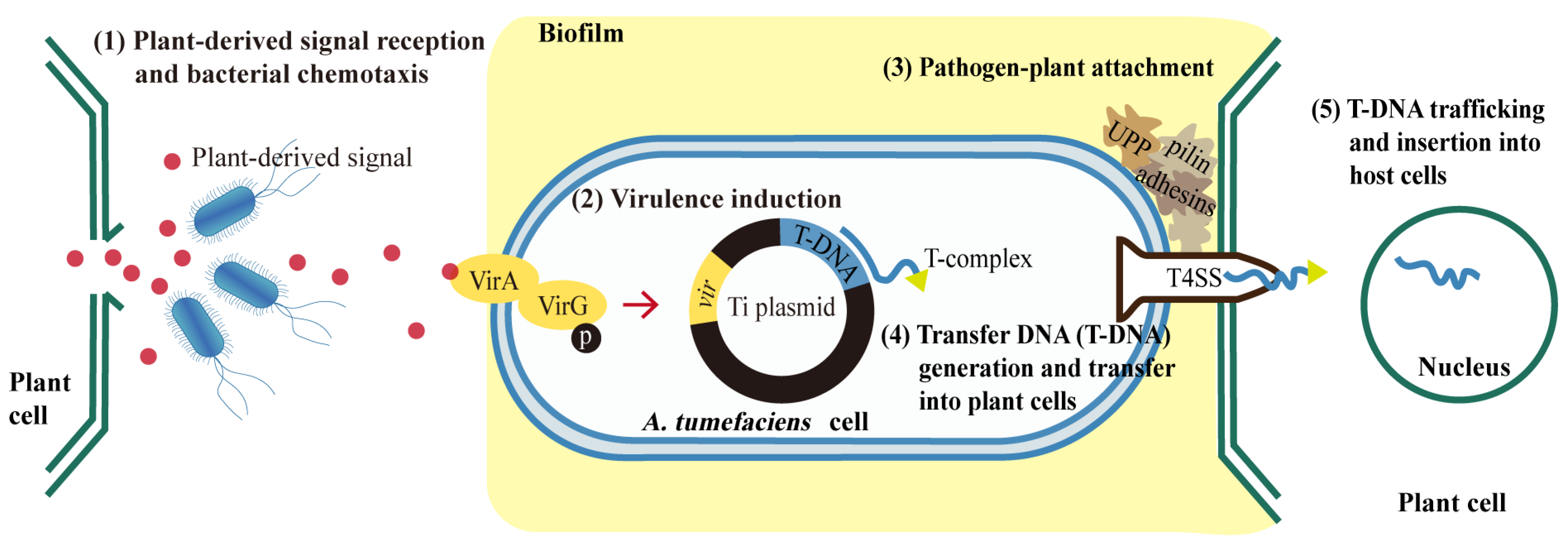 Biomolecules 12 00688 g001