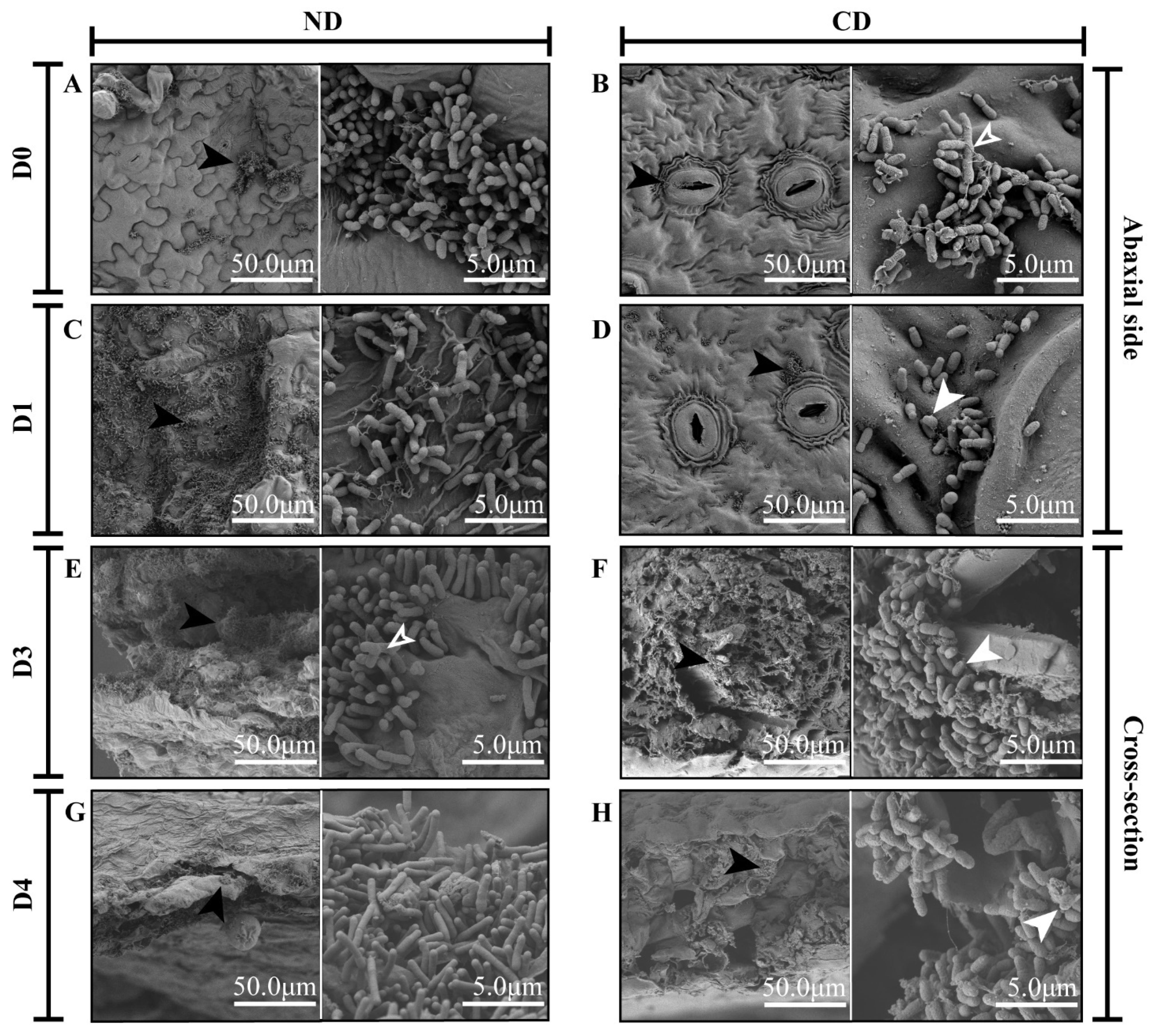 Biomolecules 12 00688 g002