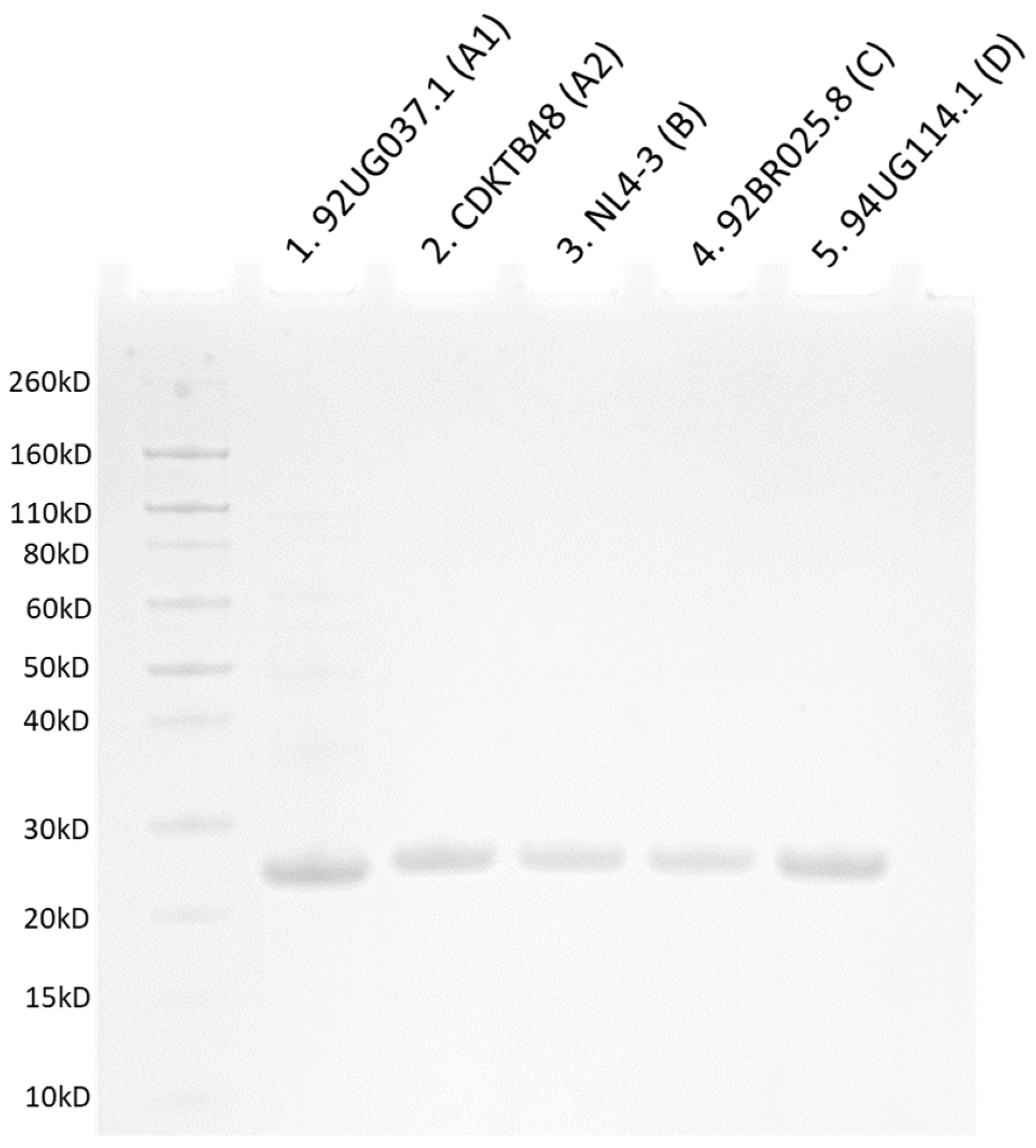 Biomolecules 12 00695 g003 Biomolecules 12 00695 g003