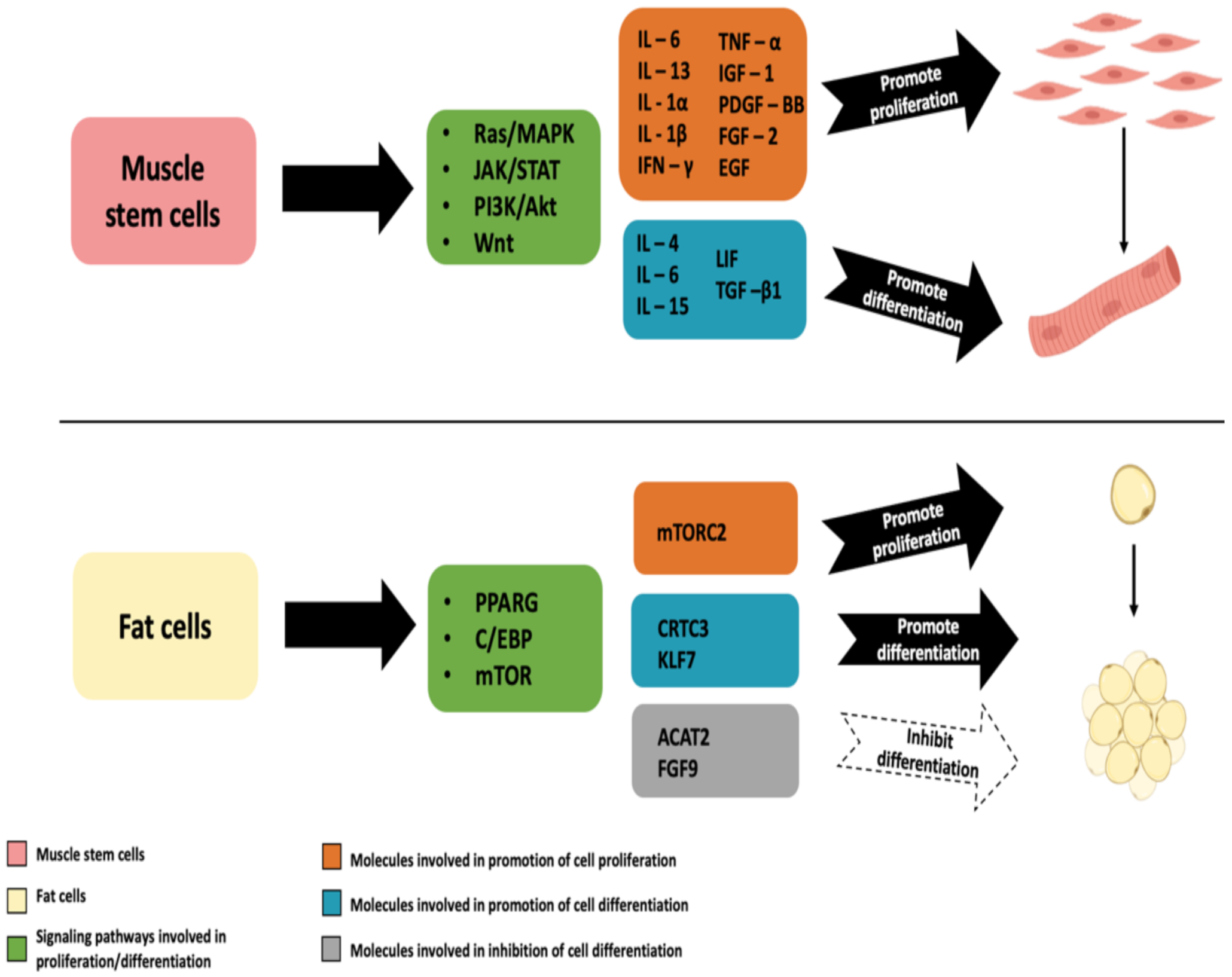 Using Vertebrate Stem and Progenitor Cells for Cellular