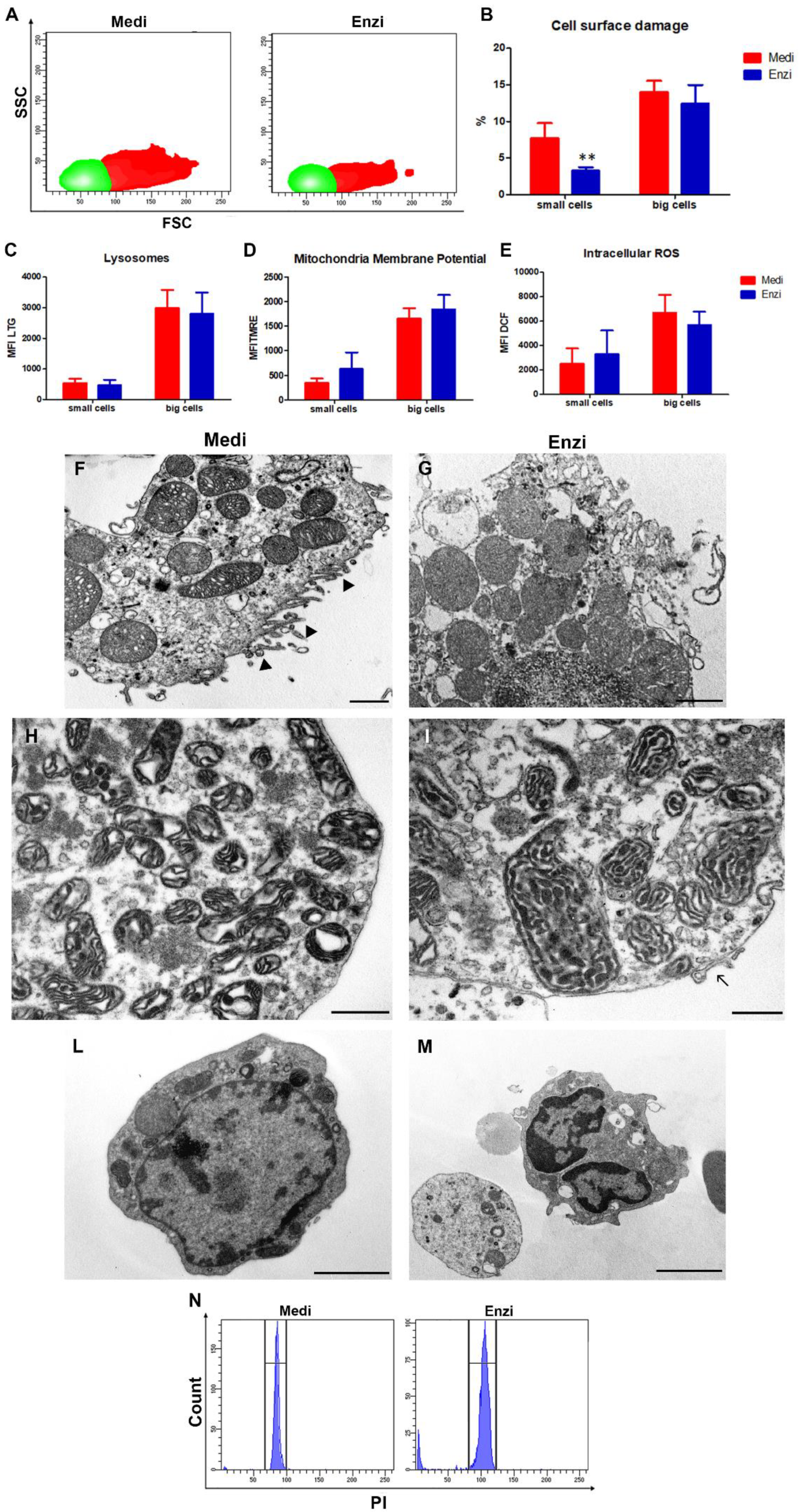 Biomolecules 12 00701 g012 Biomolecules 12 00701 g012