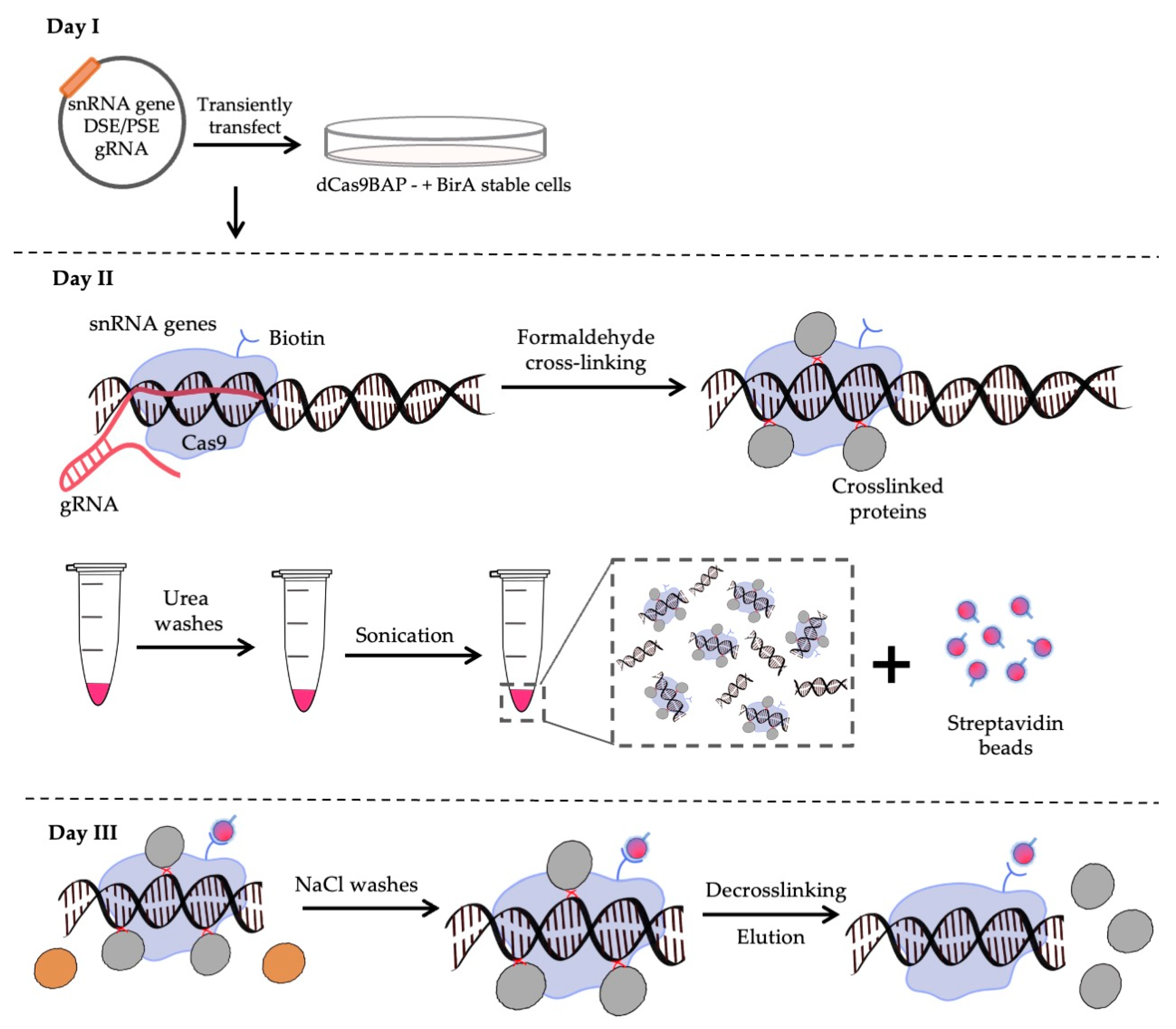 Biomolecules 12 00704 g001