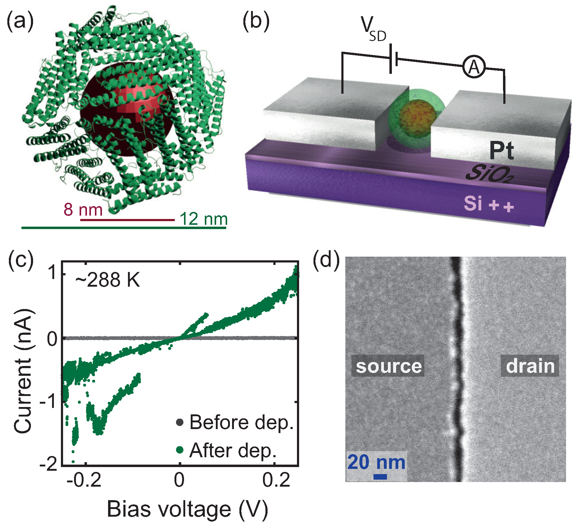 Biomolecules 12 00705 g001 Biomolecules 12 00705 g001