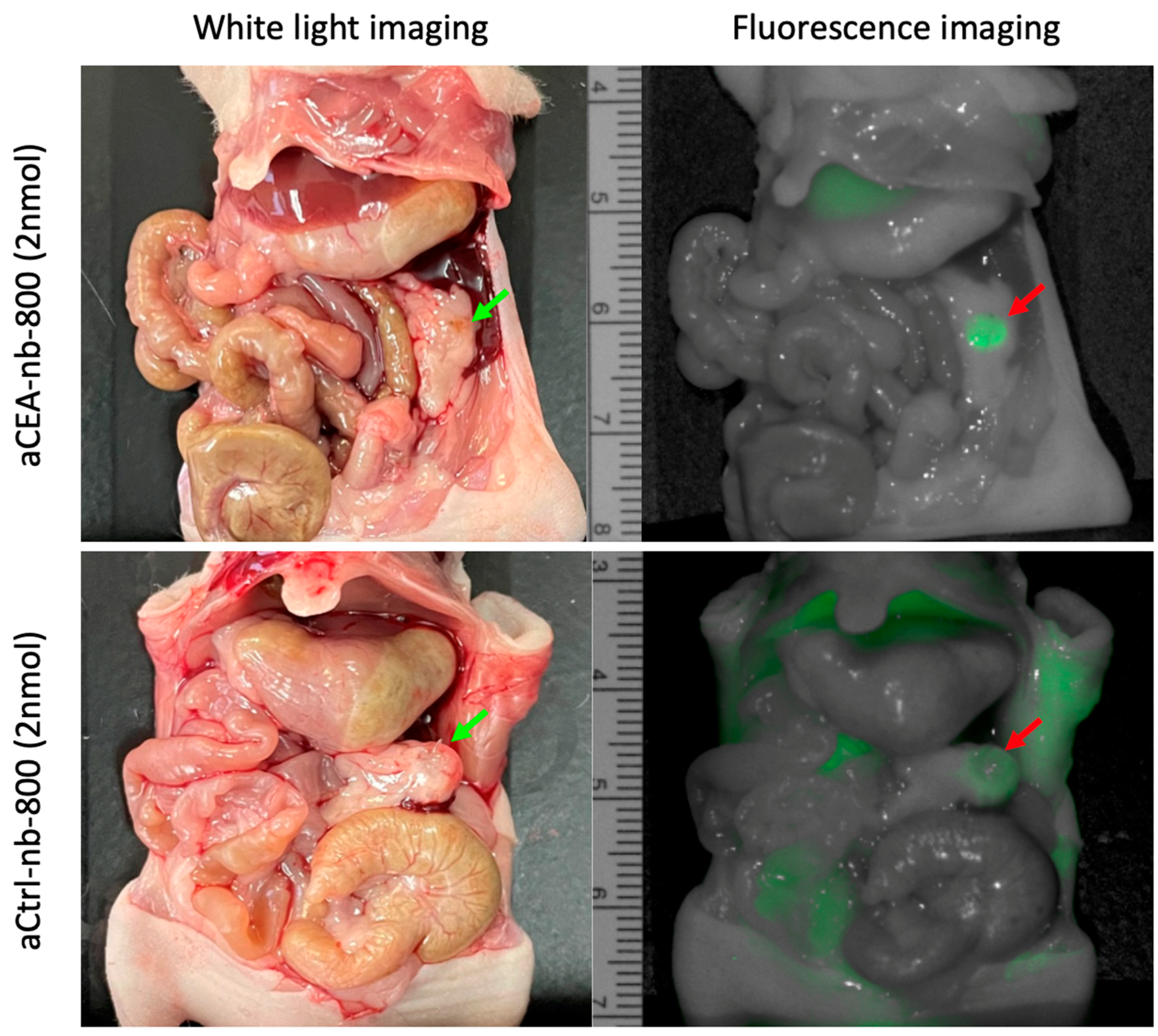 Biomolecules 12 00711 g002