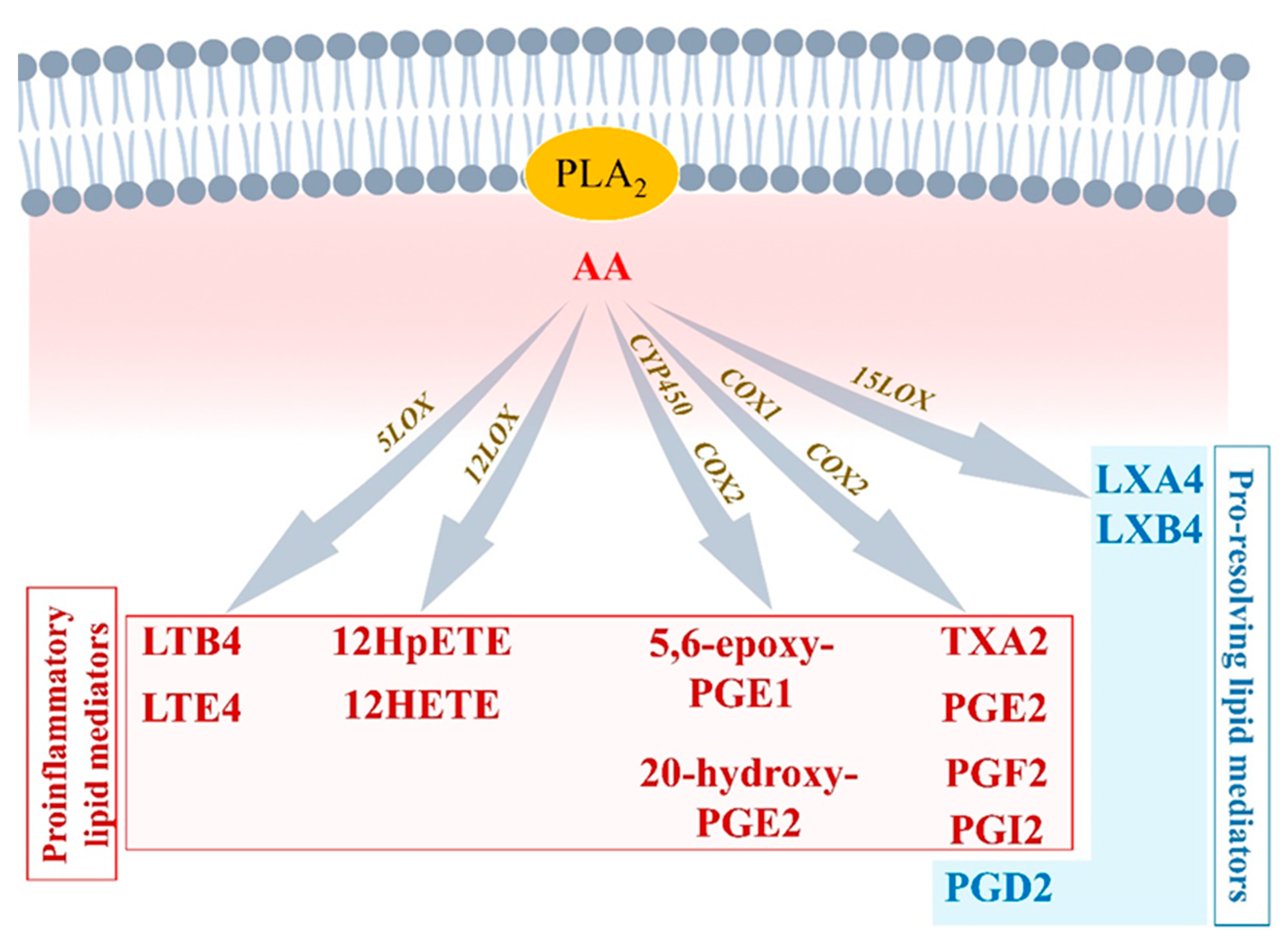 Biomolecules 12 00720 g002 550