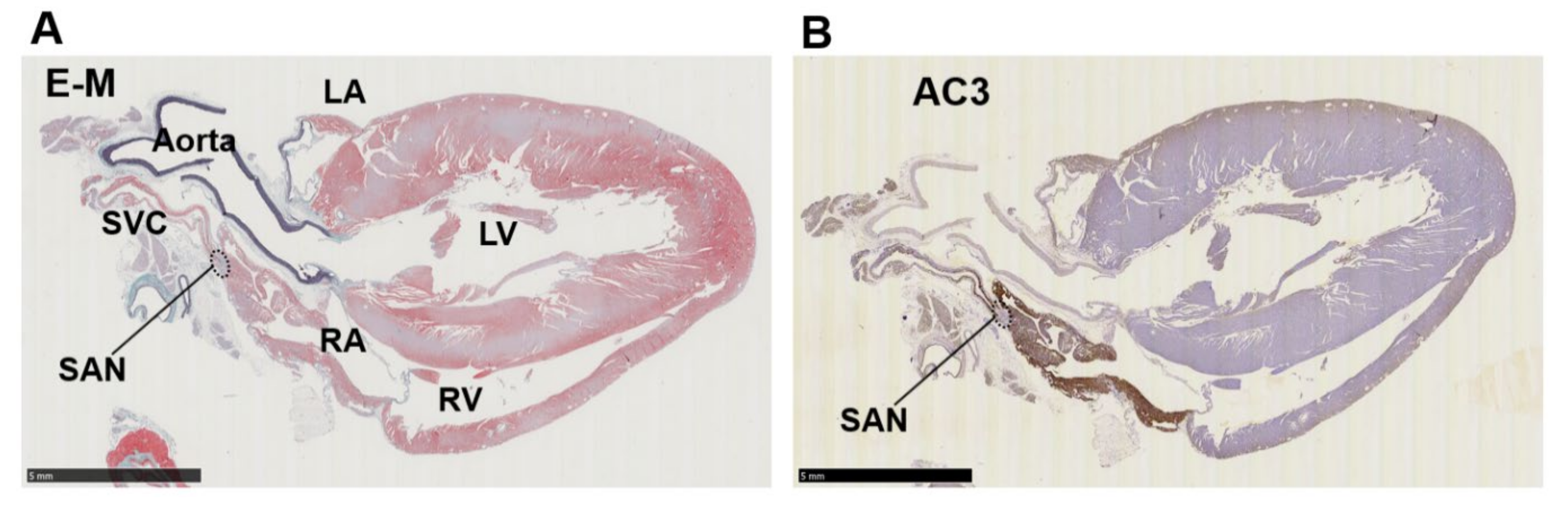 Biomolecules 12 00724 g003