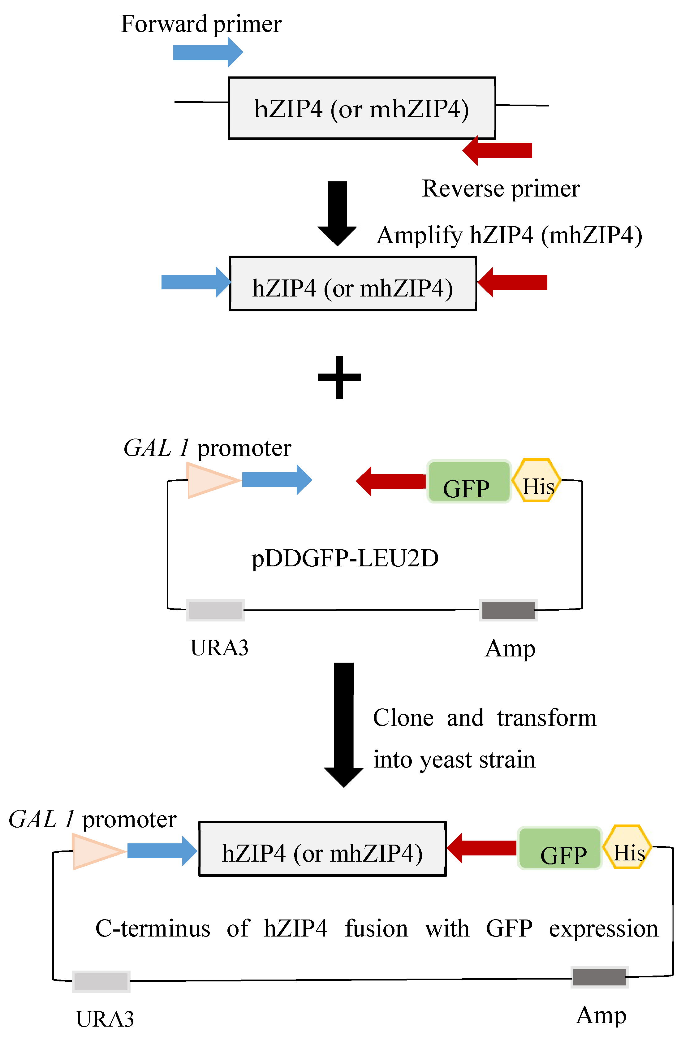 Biomolecules 12 00726 g002a