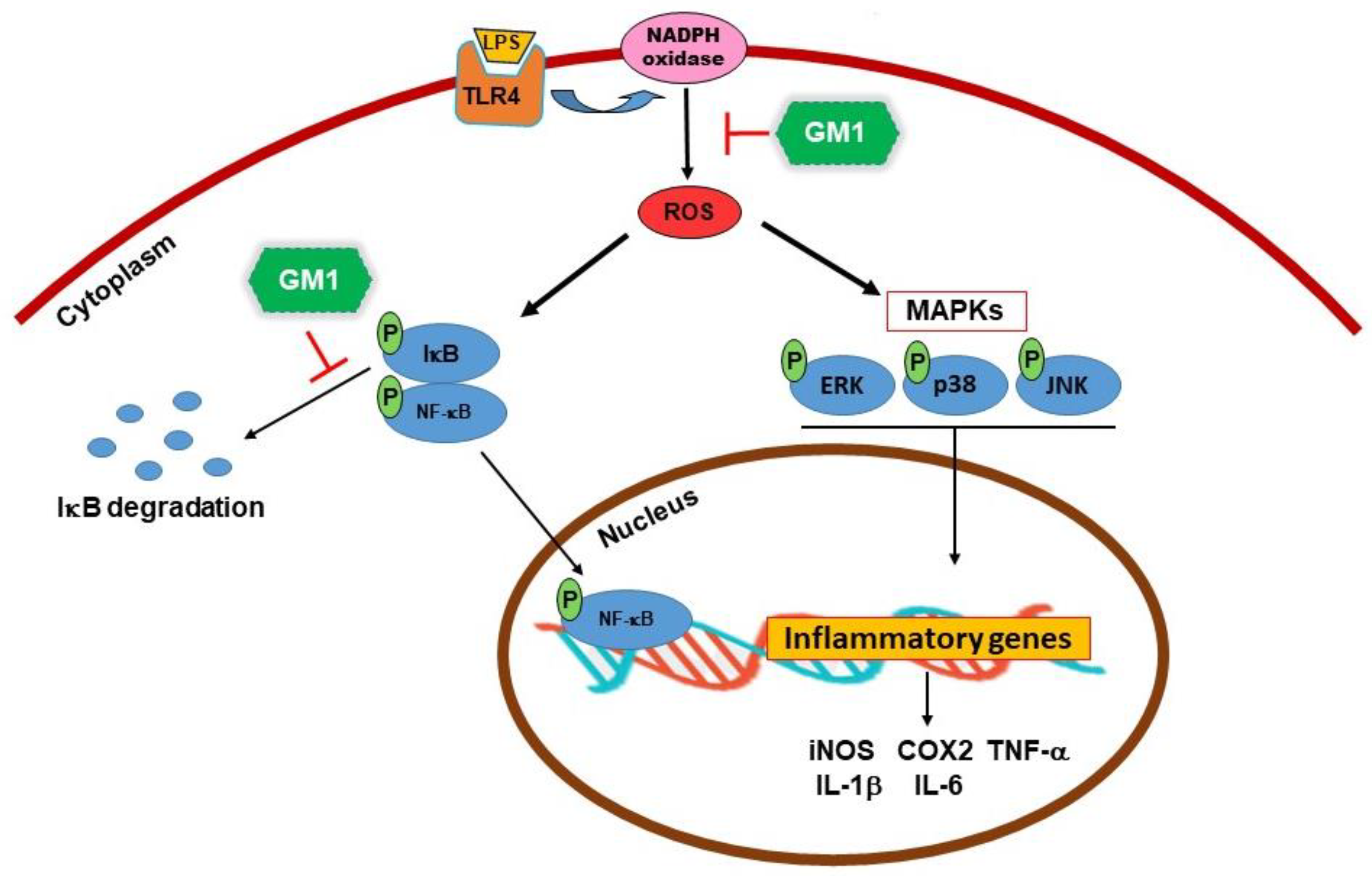Biomolecules 12 00727 g011 550
