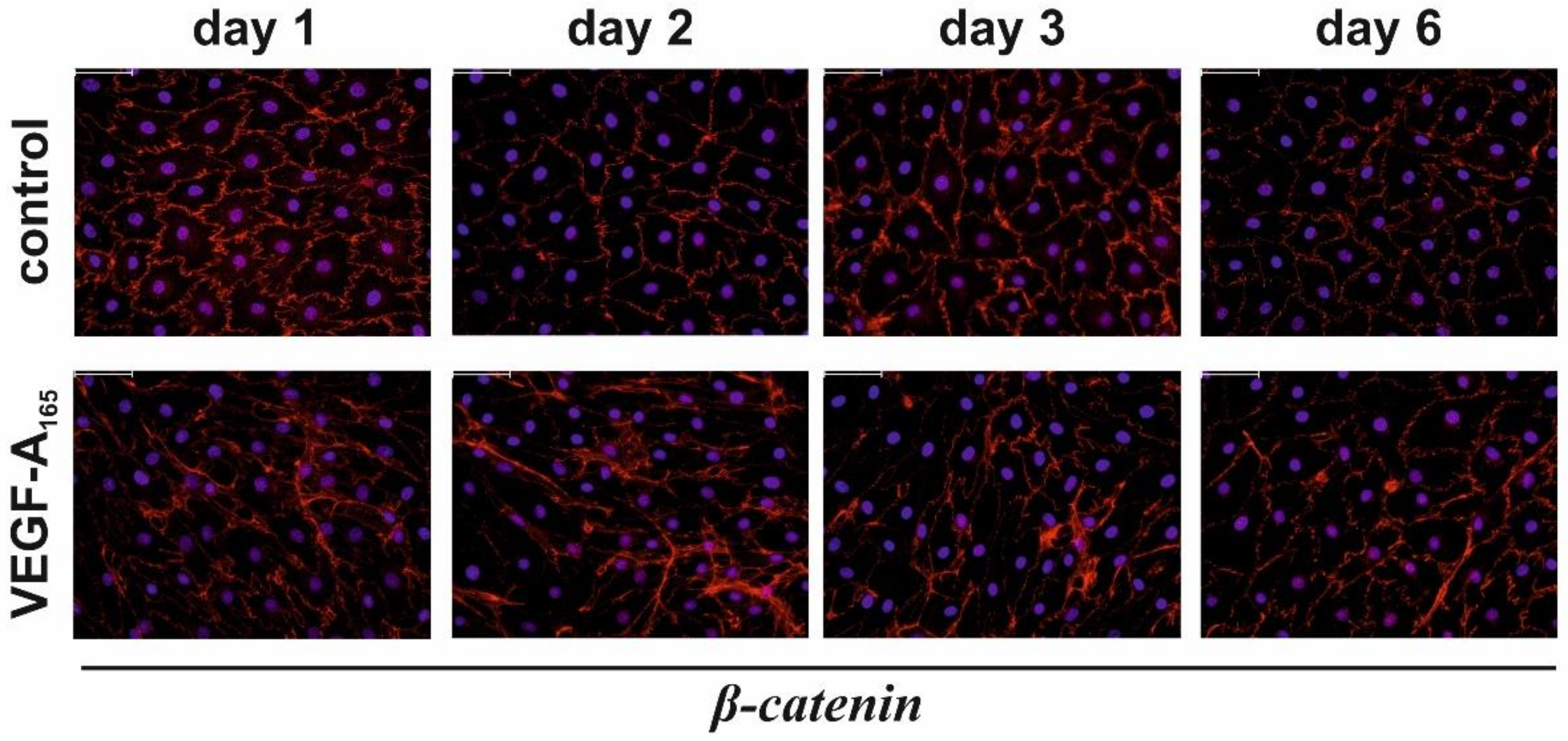 Biomolecules 12 00734 g003