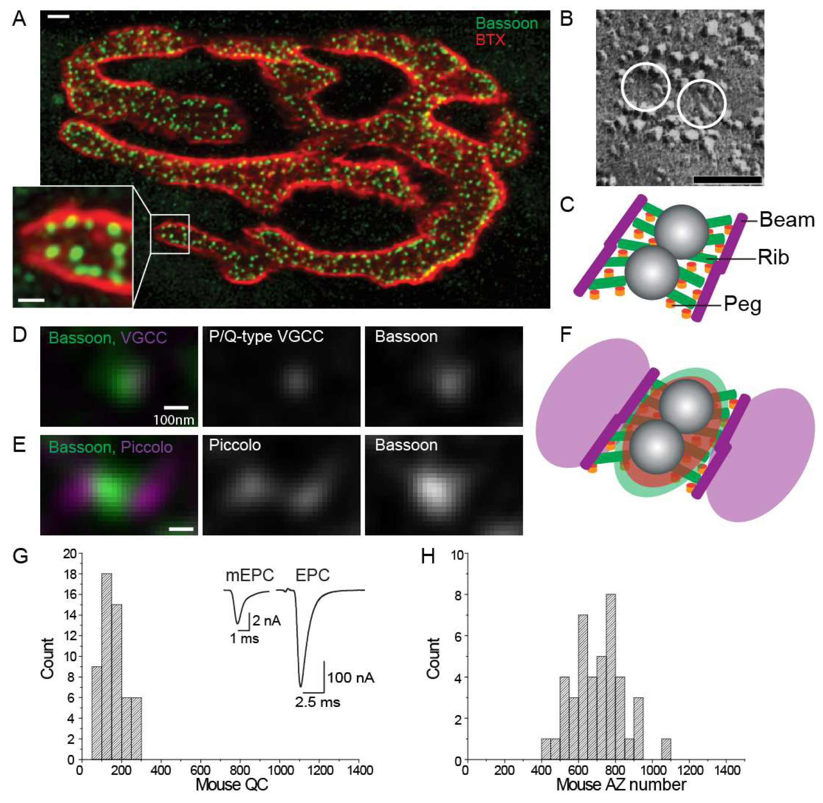 Biomolecules 12 00740 g002 Biomolecules 12 00740 g002