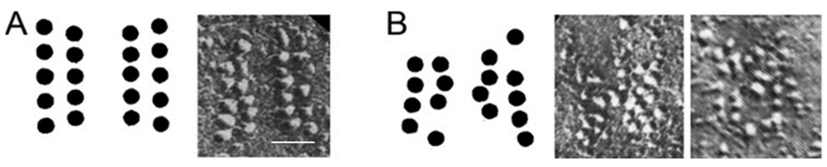 Biomolecules 12 00740 g003 Biomolecules 12 00740 g003