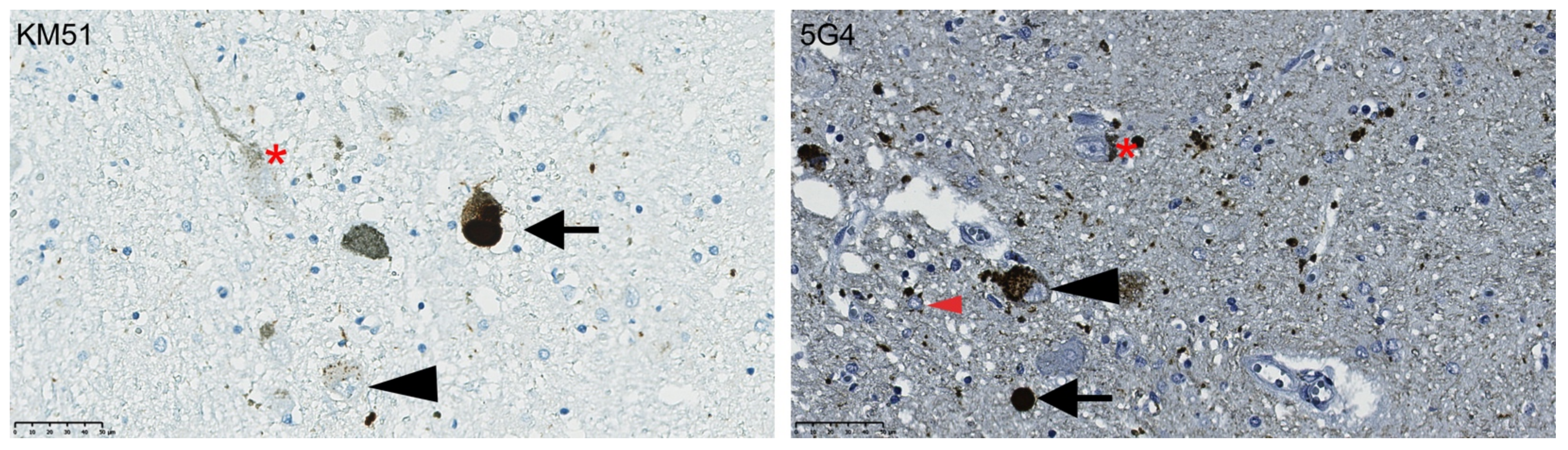 Biomolecules 12 00747 g001