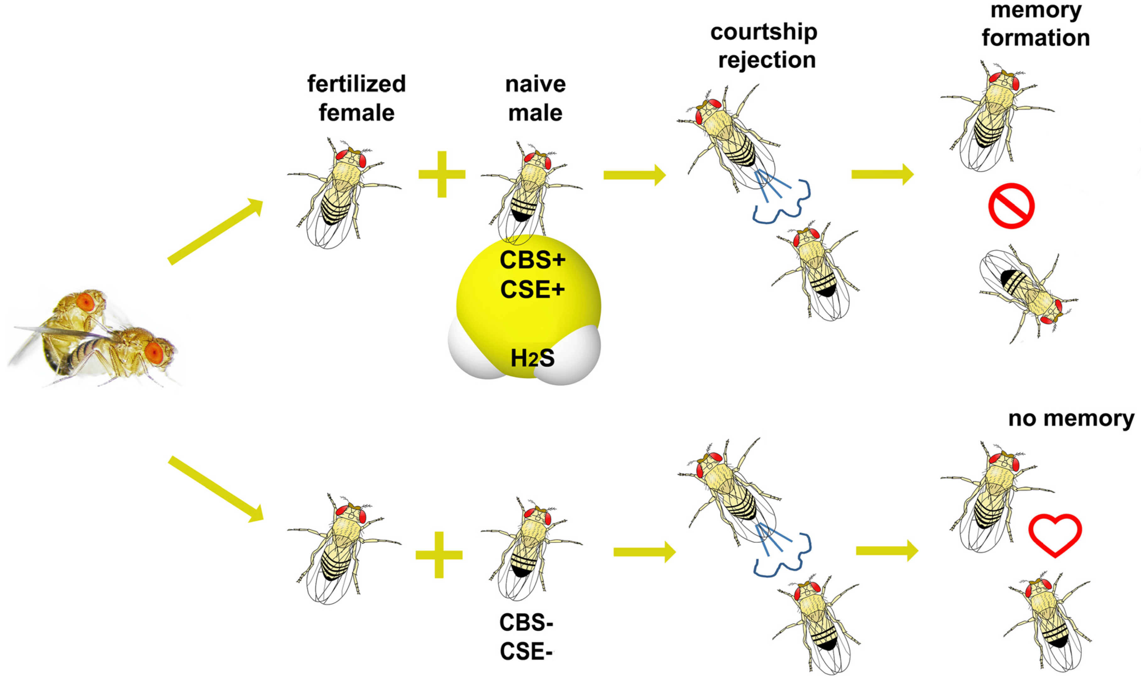 Biomolecules Free FullText Genes Responsible for H2S Production