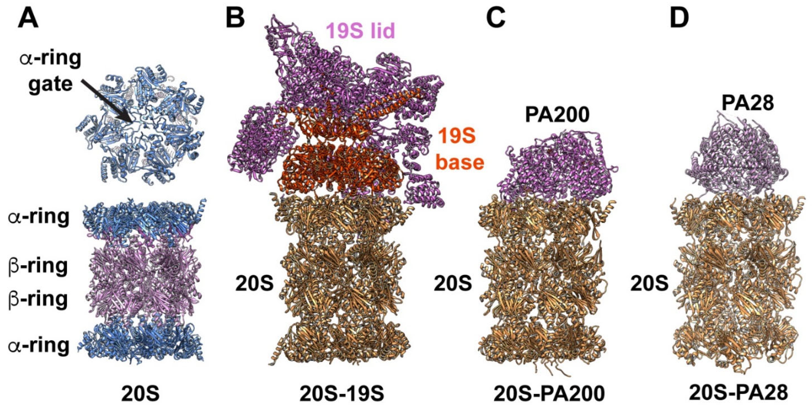 Biomolecules 12 00764 g001