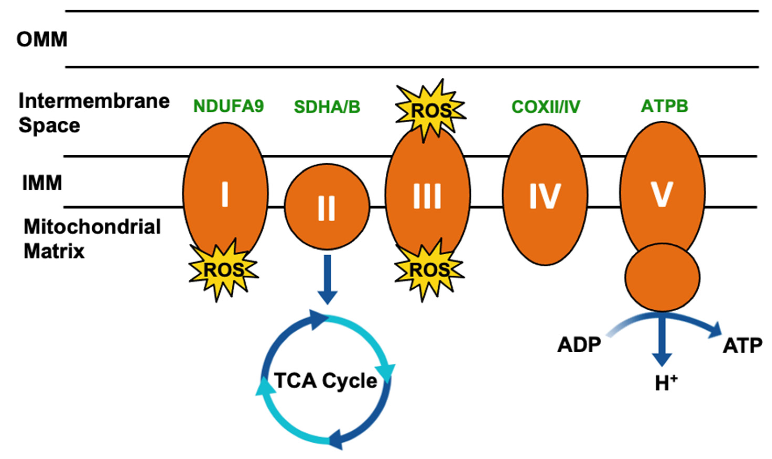Biomolecules 12 00786 g003