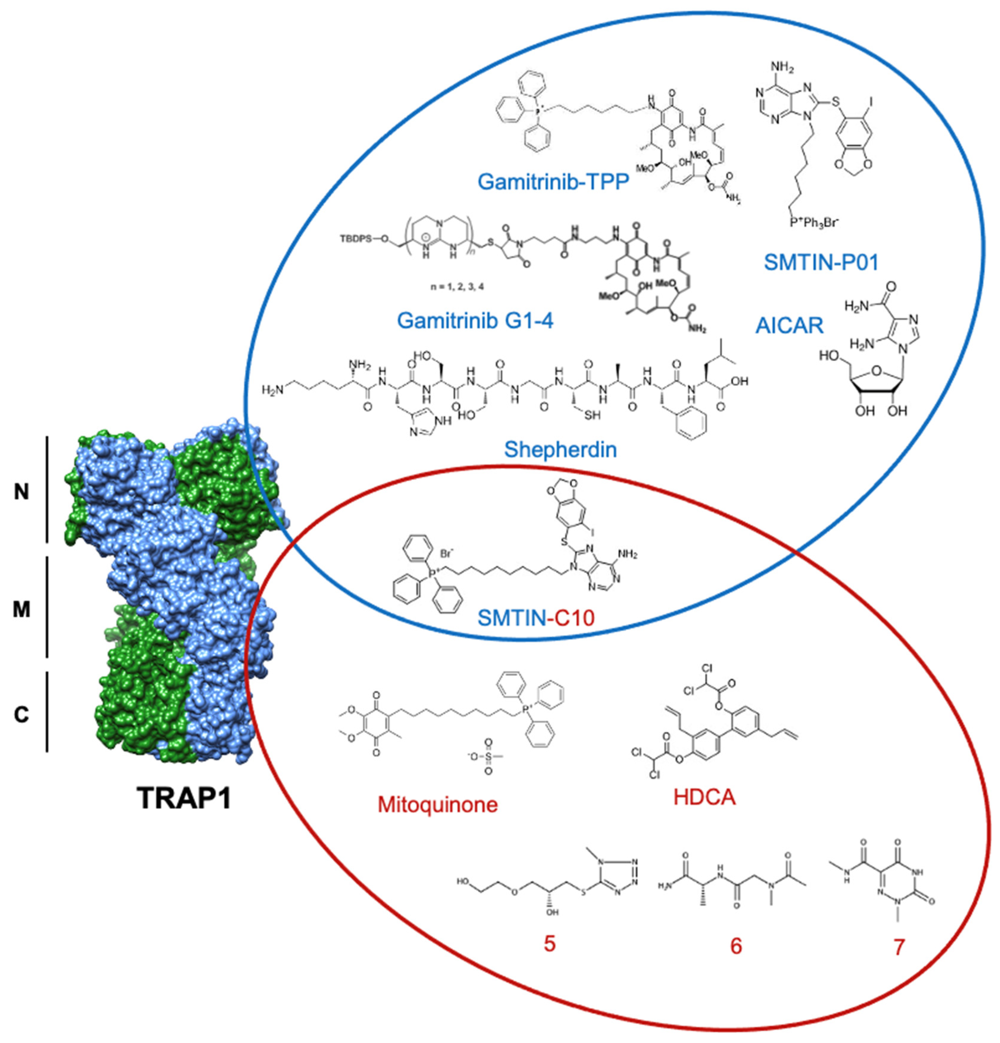 Biomolecules 12 00786 g005