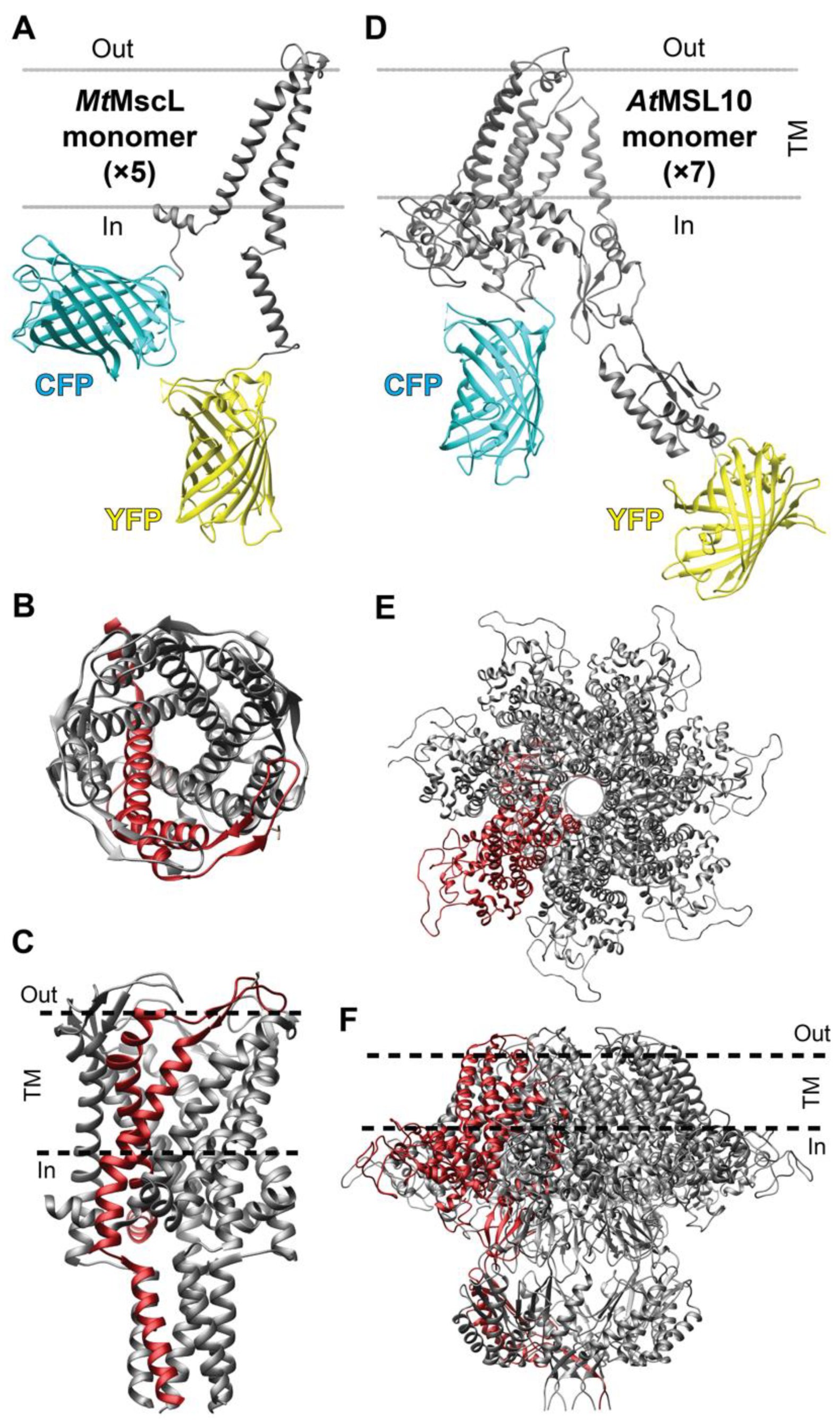 Biomolecules 12 00787 g001 Biomolecules 12 00787 g001