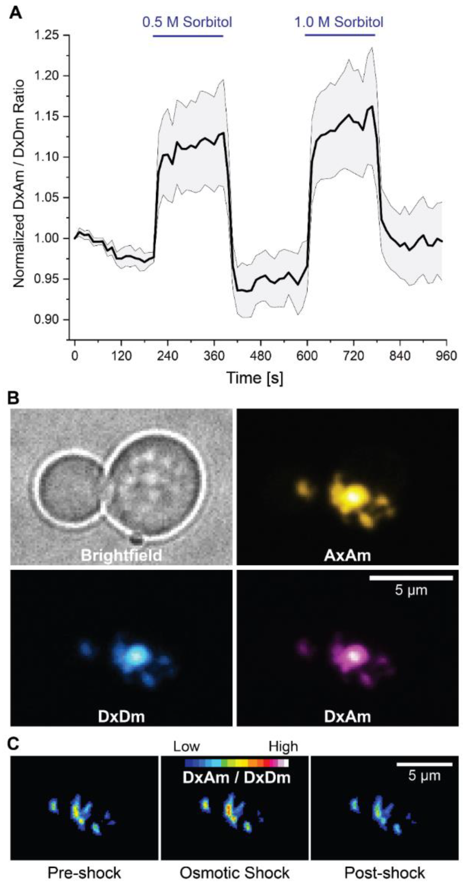 Biomolecules 12 00787 g006 Biomolecules 12 00787 g006