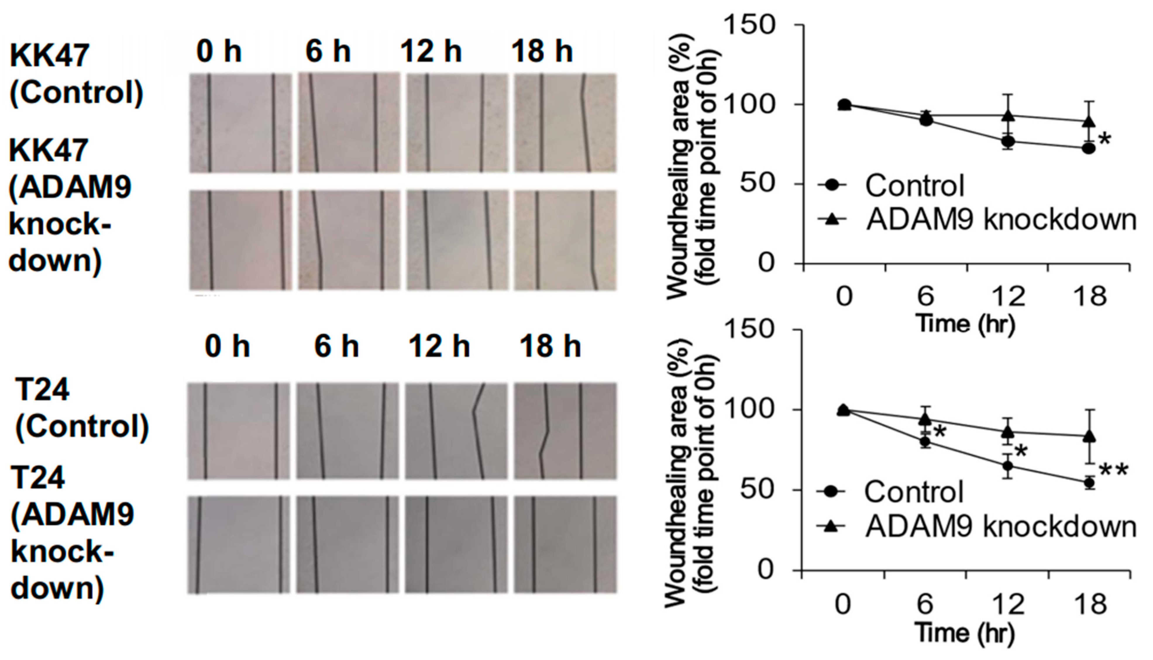 Biomolecules 12 00791 g004