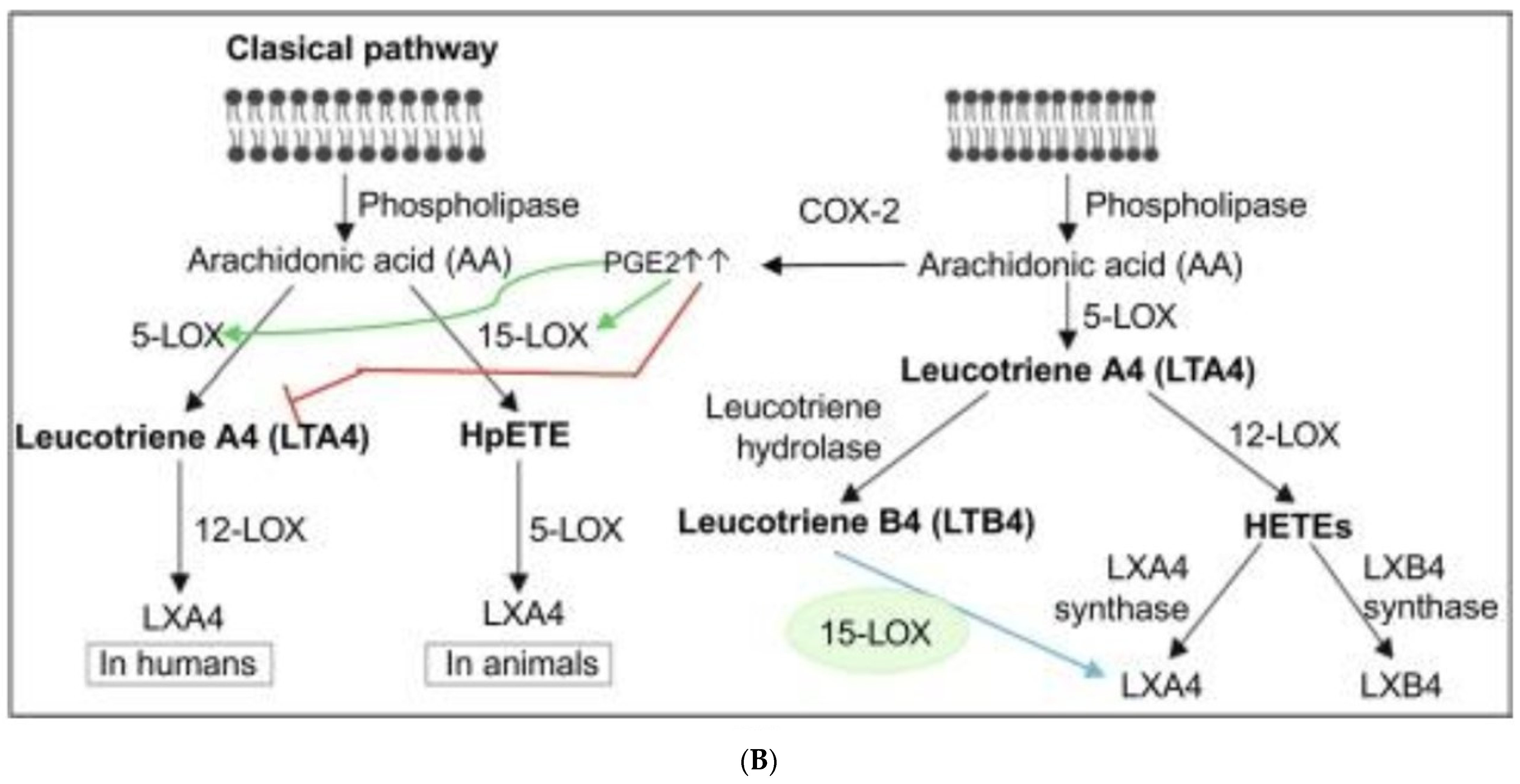 Biomolecules 12 00797 g001b