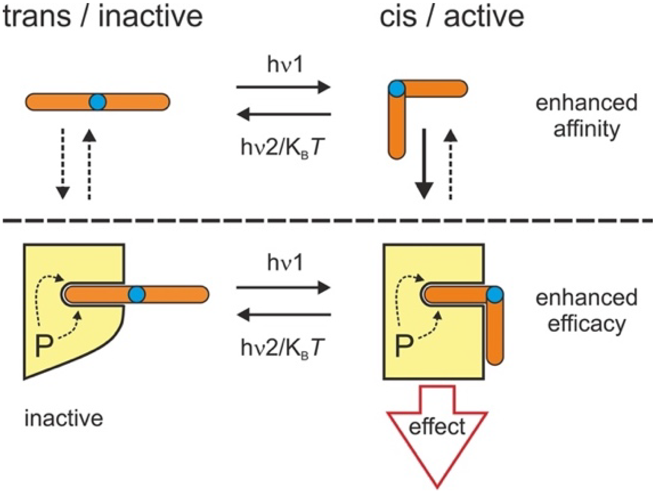 Biomolecules 12 00799 g001 550