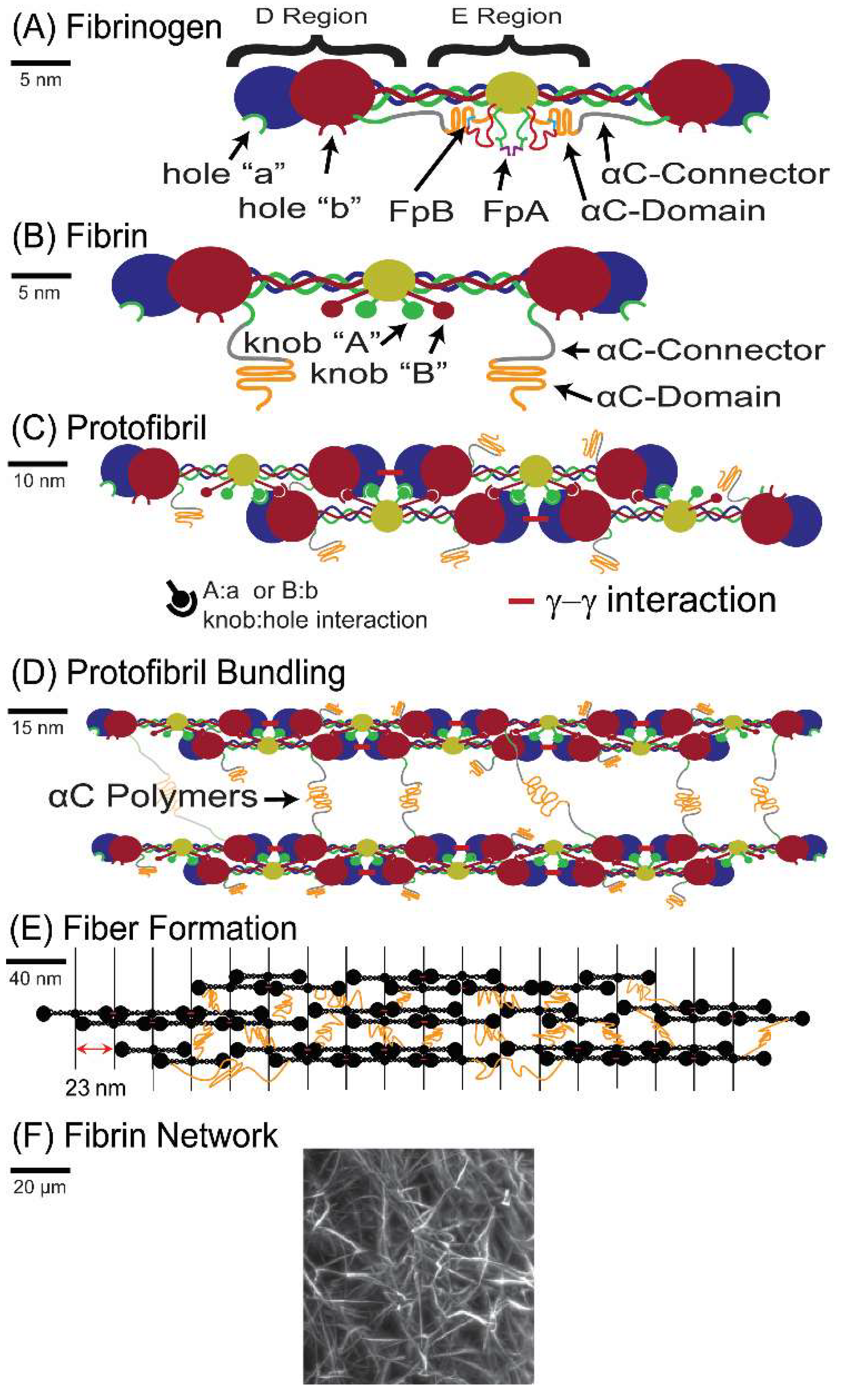 Biomolecules 12 00807 g001 550