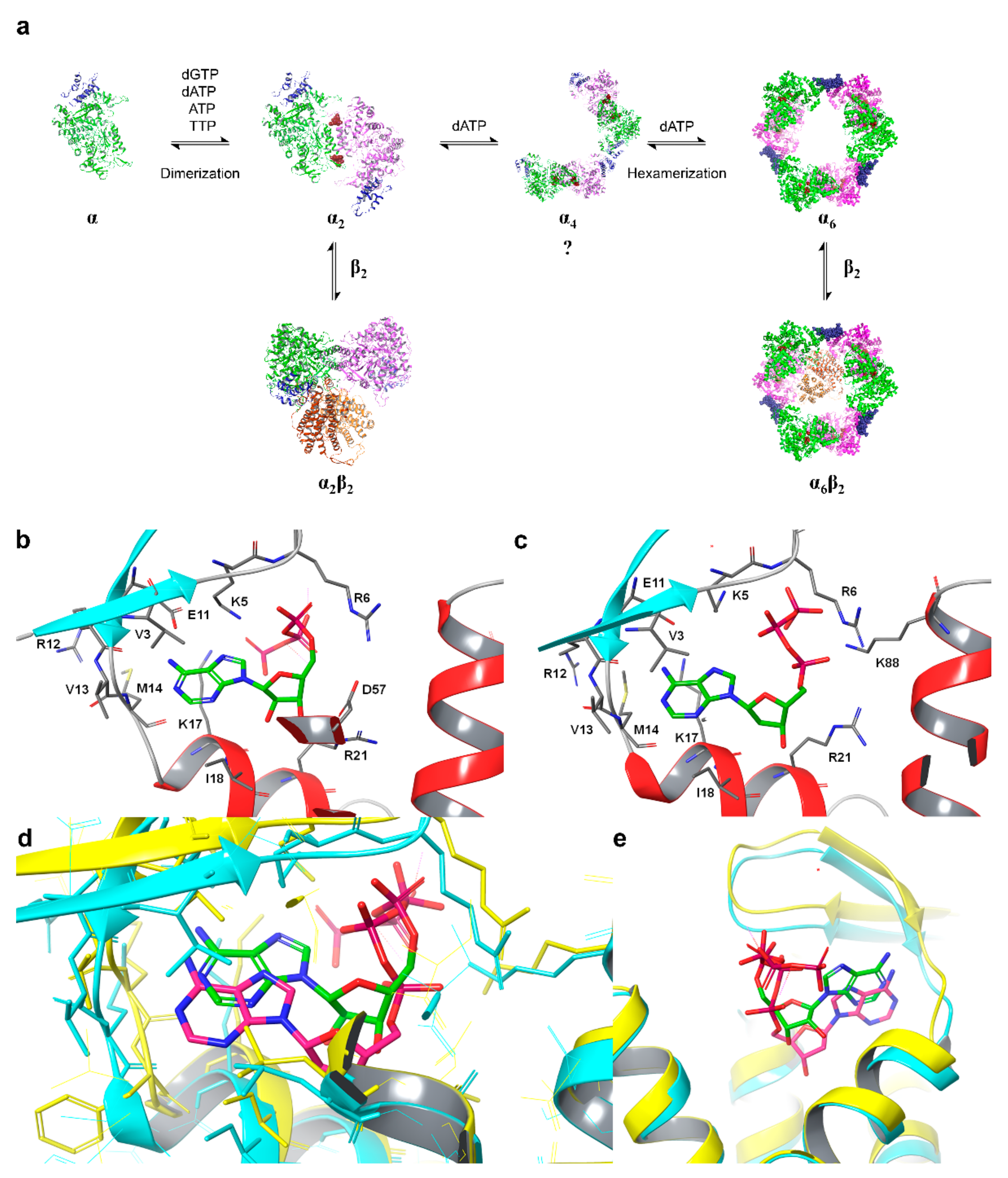 Biomolecules 12 00815 g002 Biomolecules 12 00815 g002