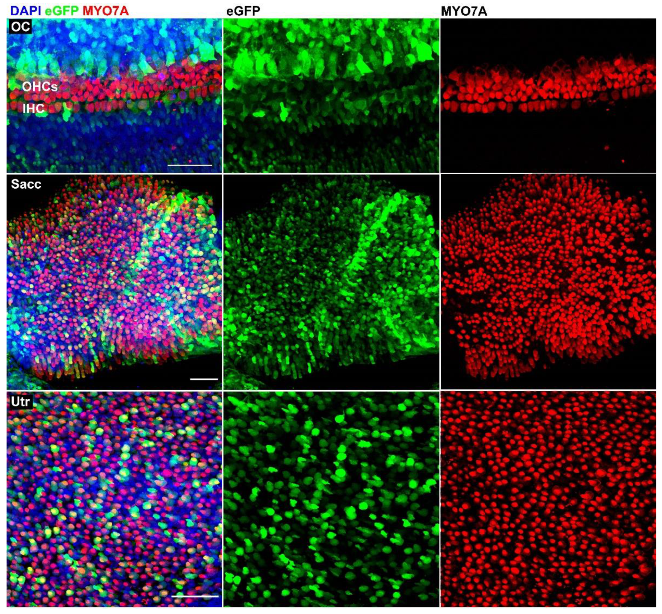 Biomolecules 12 00816 g006