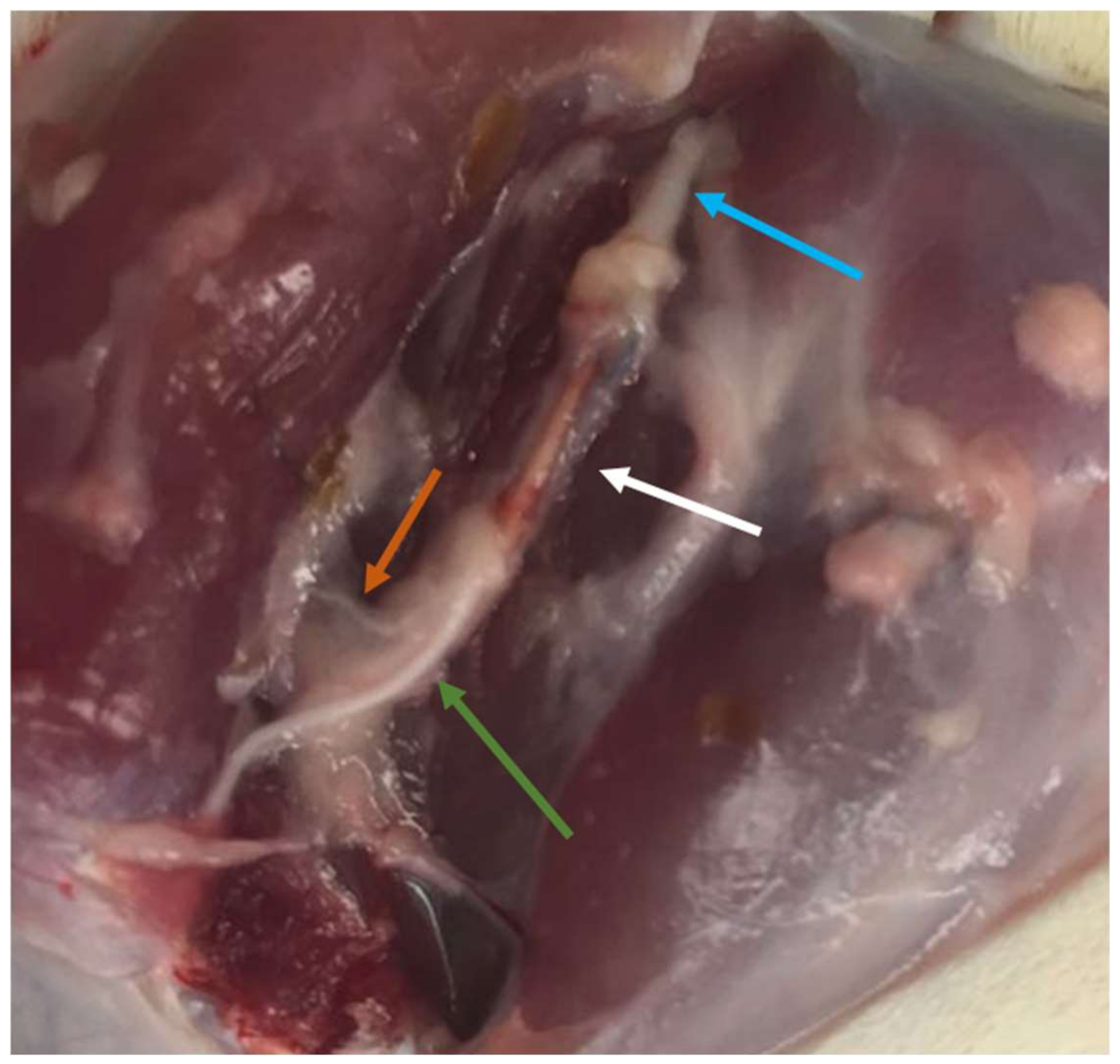 Biomolecules 12 00818 g002 550