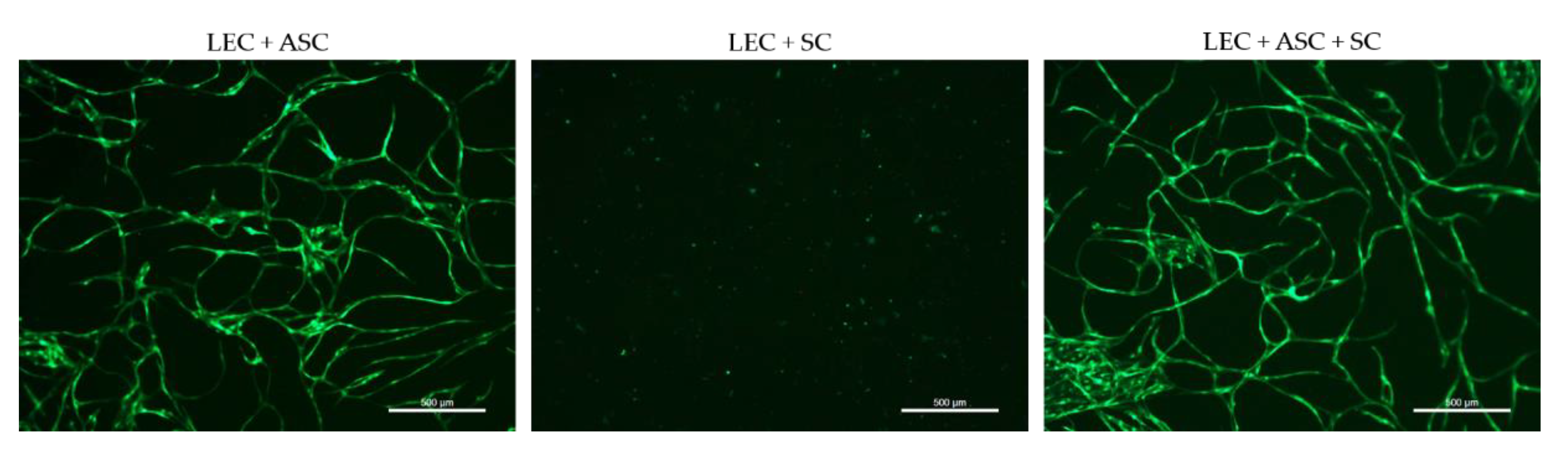 Biomolecules 12 00820 g003 550