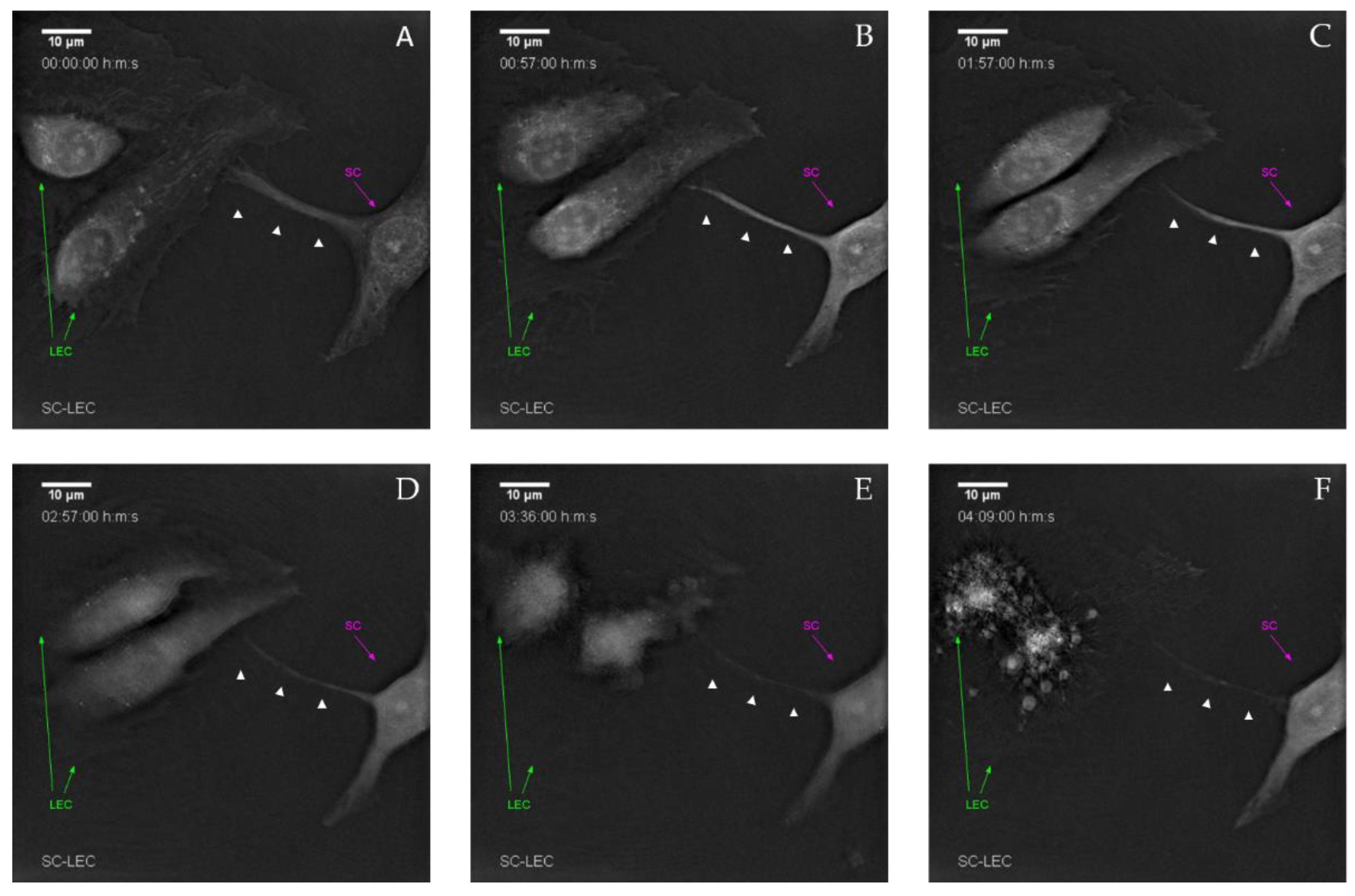Biomolecules 12 00820 g007 550
