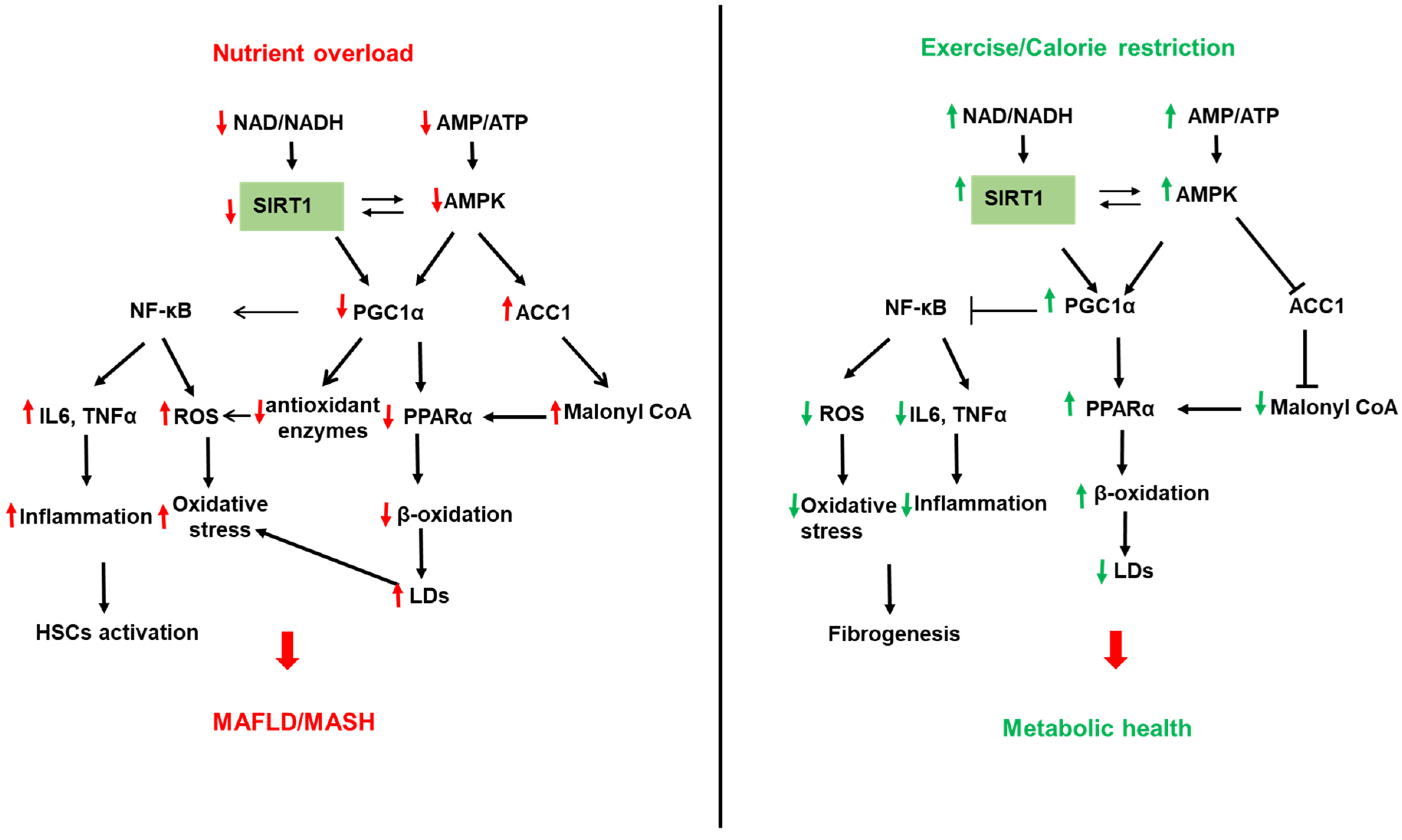 Biomolecules 12 00824 g002 550