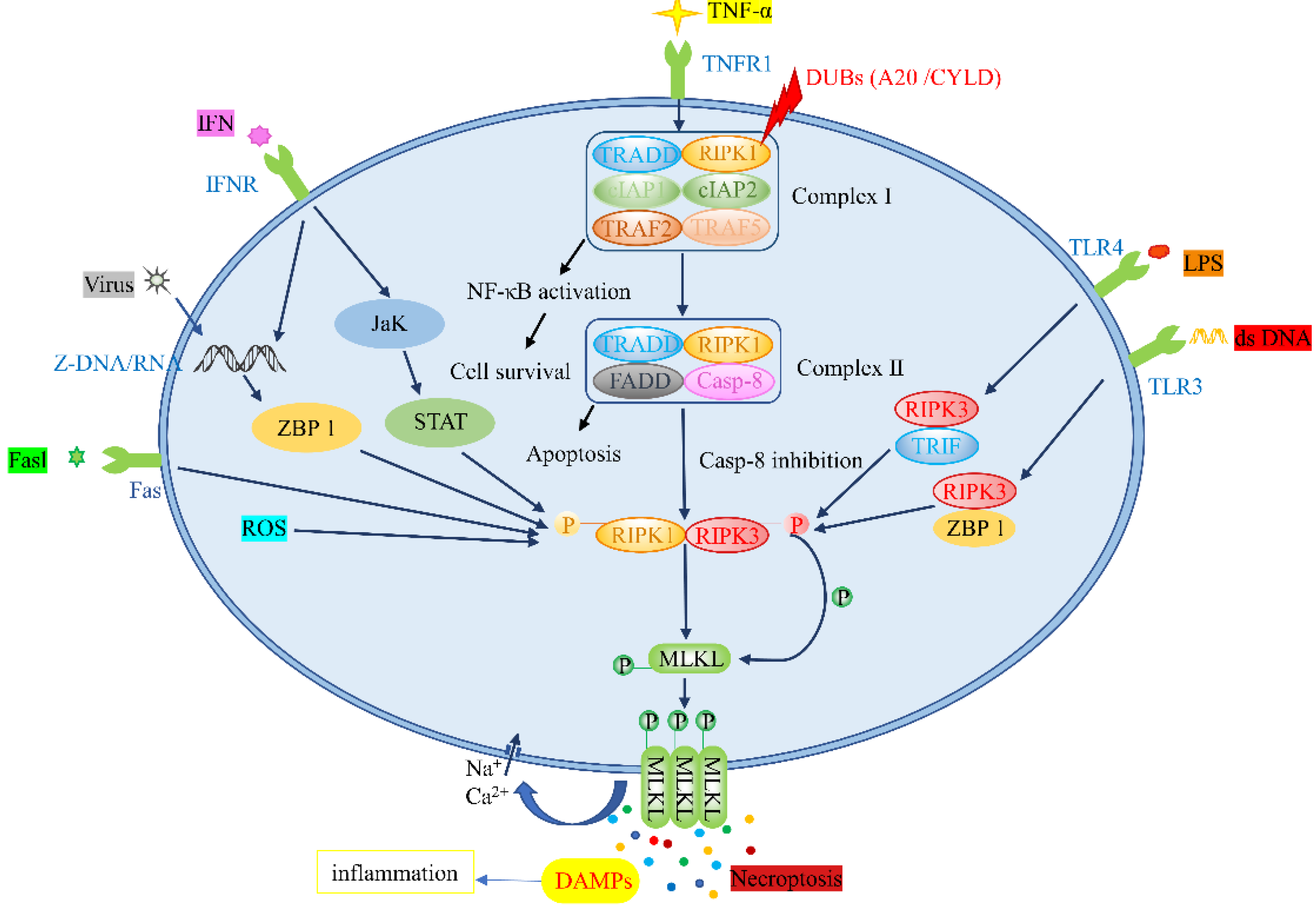 Biomolecules 12 00828 g001 Biomolecules 12 00828 g001