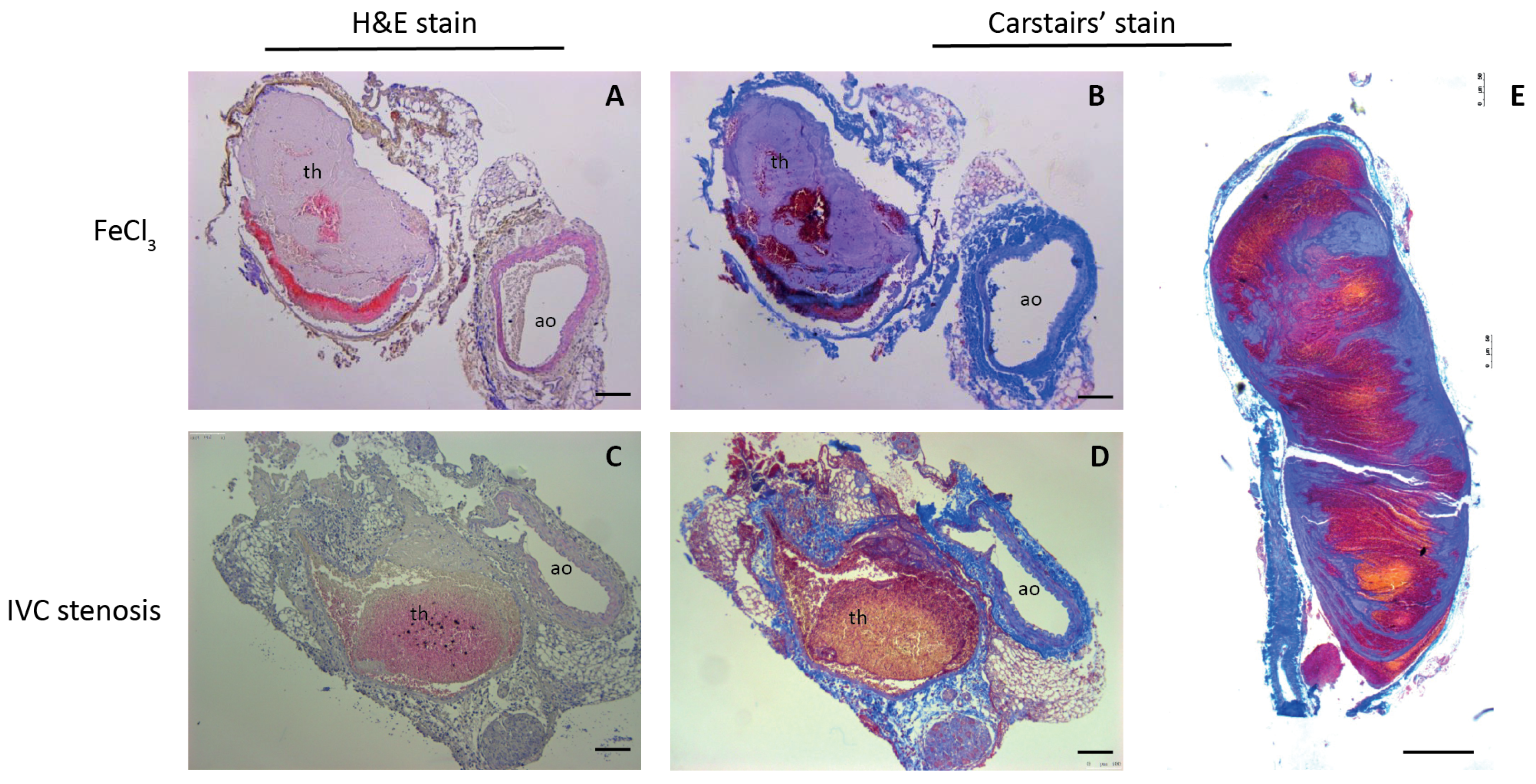 Biomolecules 12 00829 g005 Biomolecules 12 00829 g005