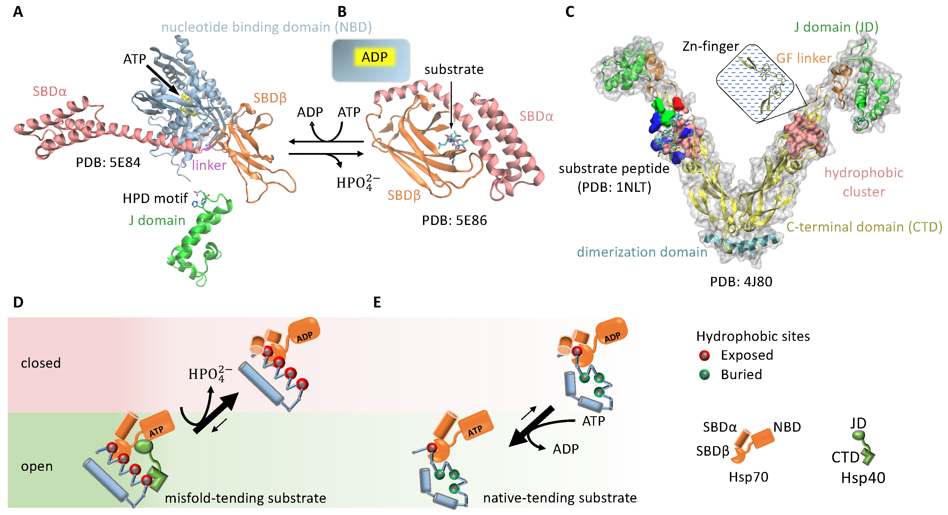 Biomolecules 12 00832 g003