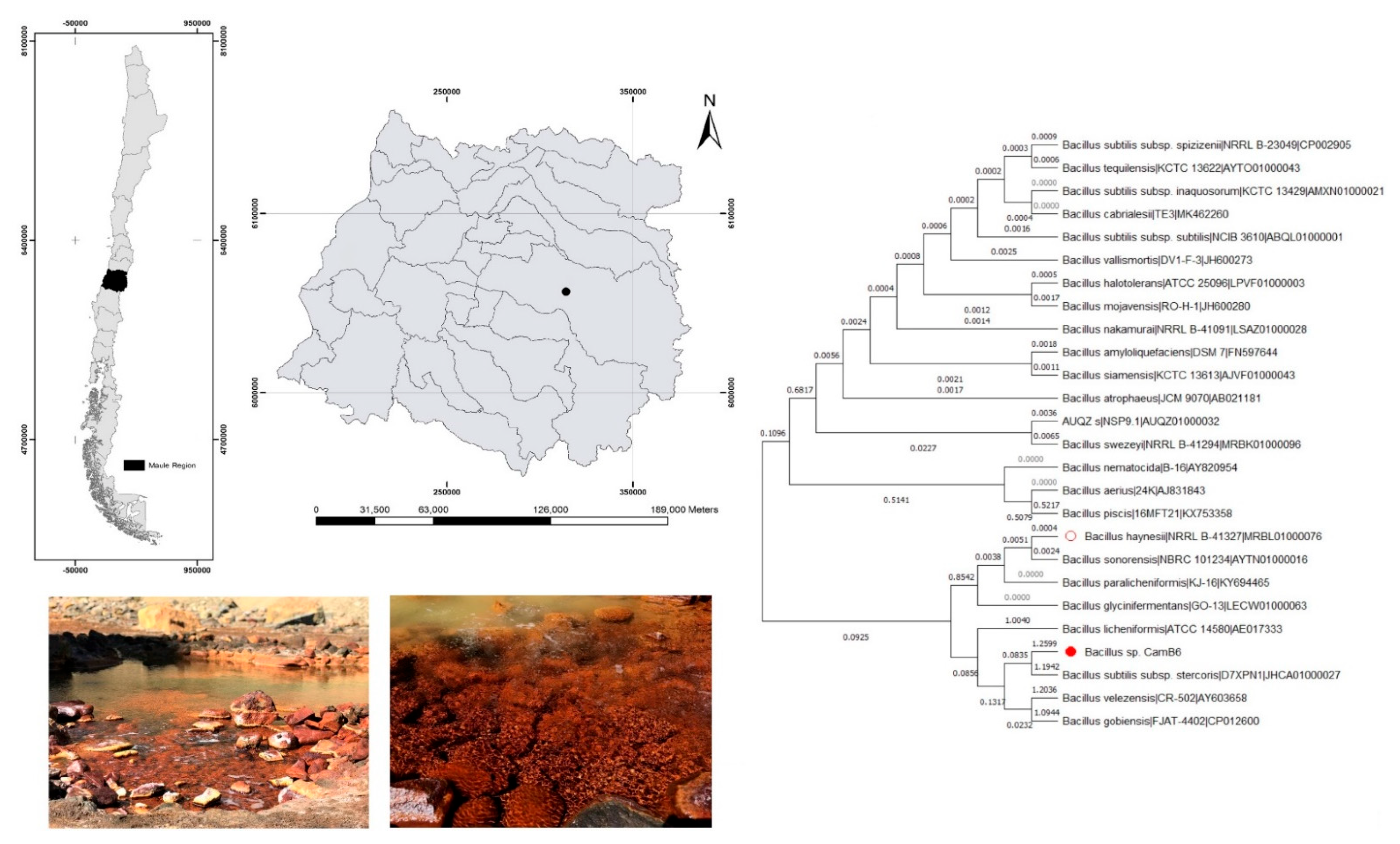 Biomolecules 12 00834 g001 Biomolecules 12 00834 g001