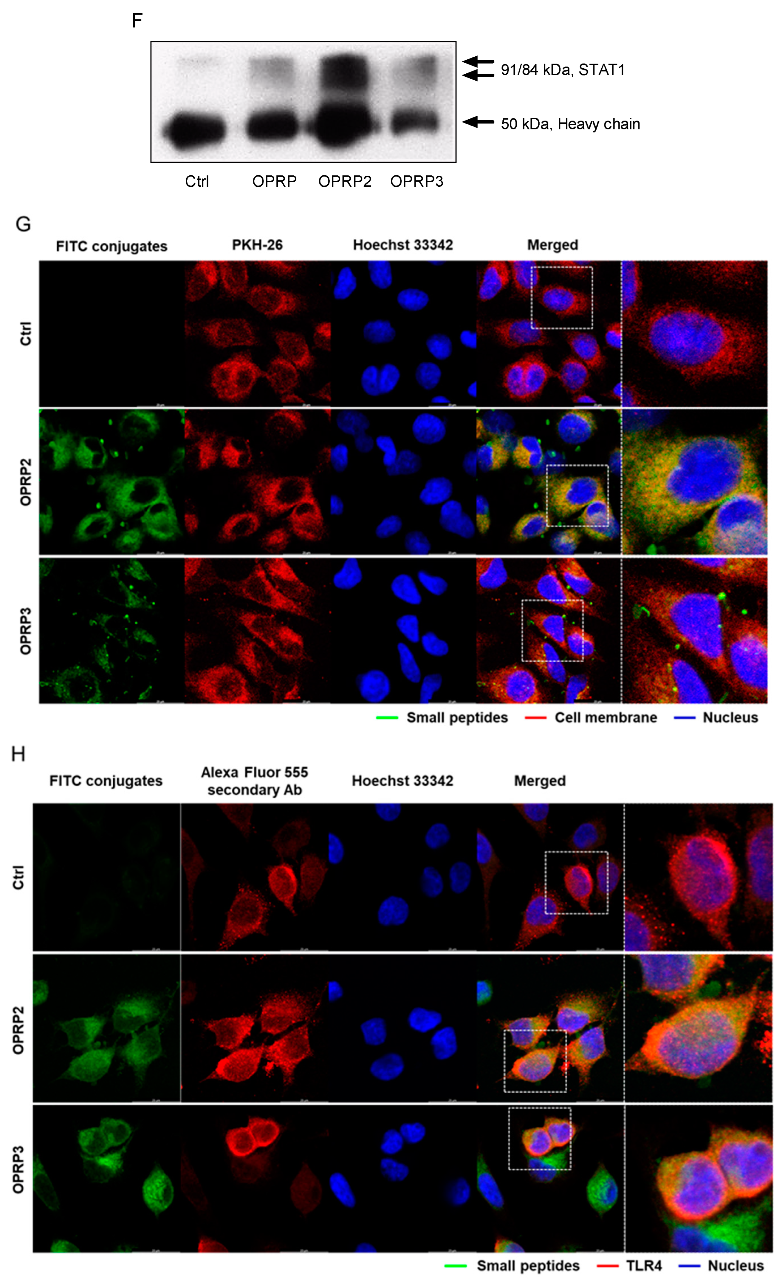Biomolecules 12 00835 g004b