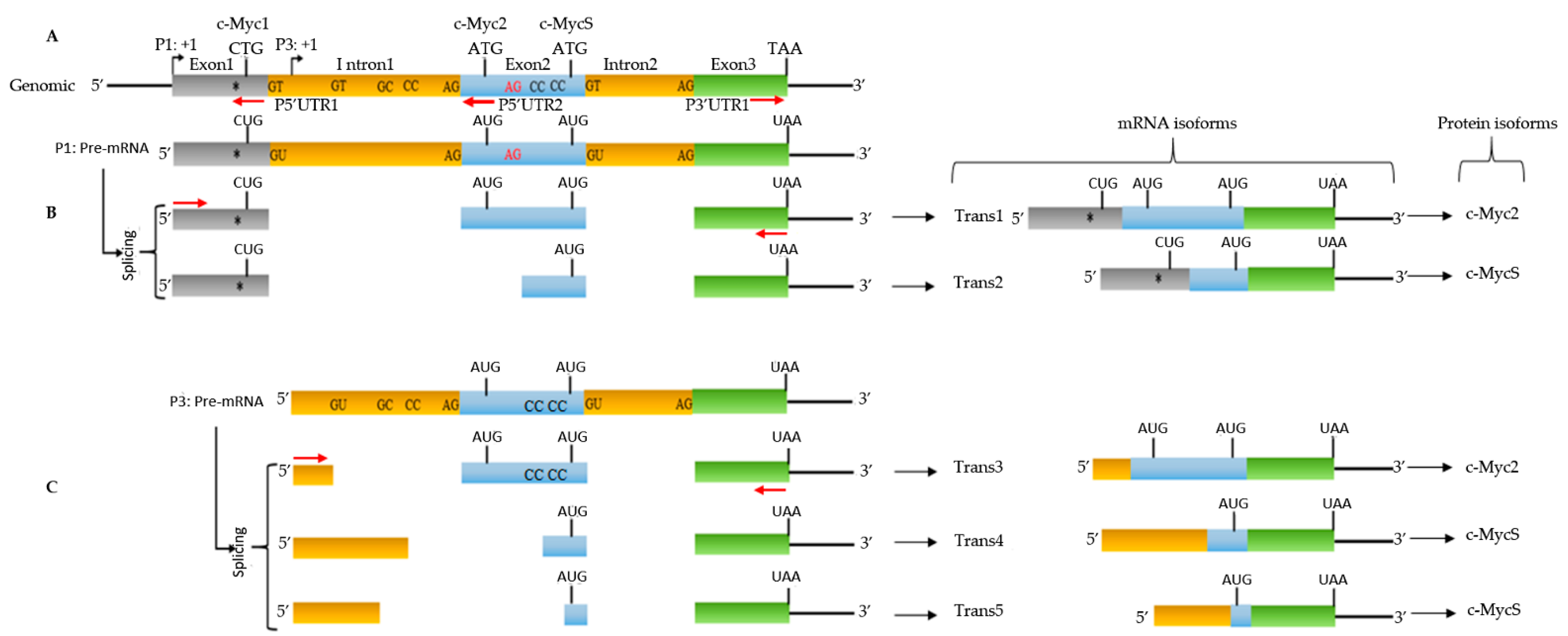 Biomolecules 12 00836 g003 Biomolecules 12 00836 g003