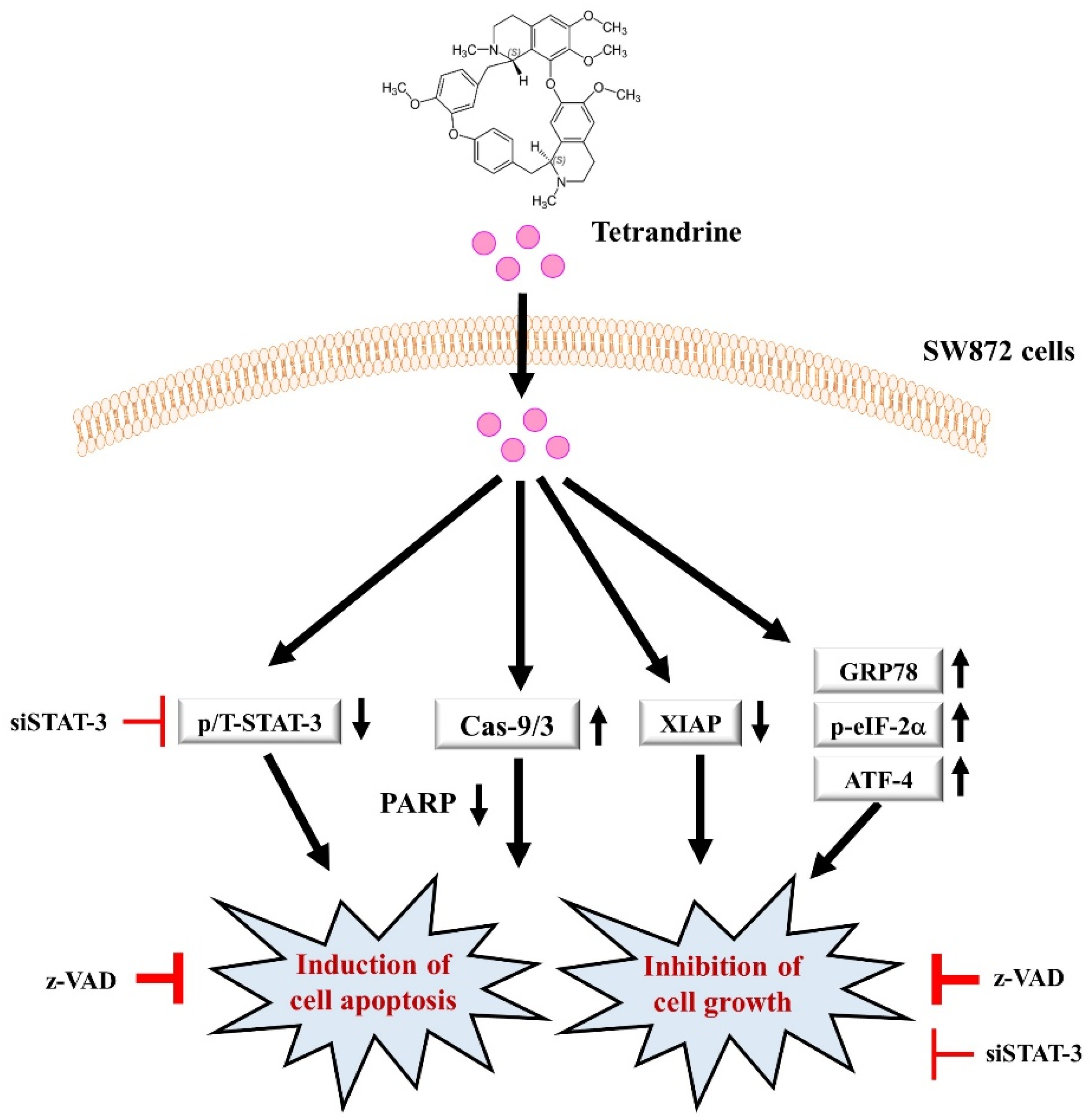 Biomolecules 12 00843 g007 Biomolecules 12 00843 g007
